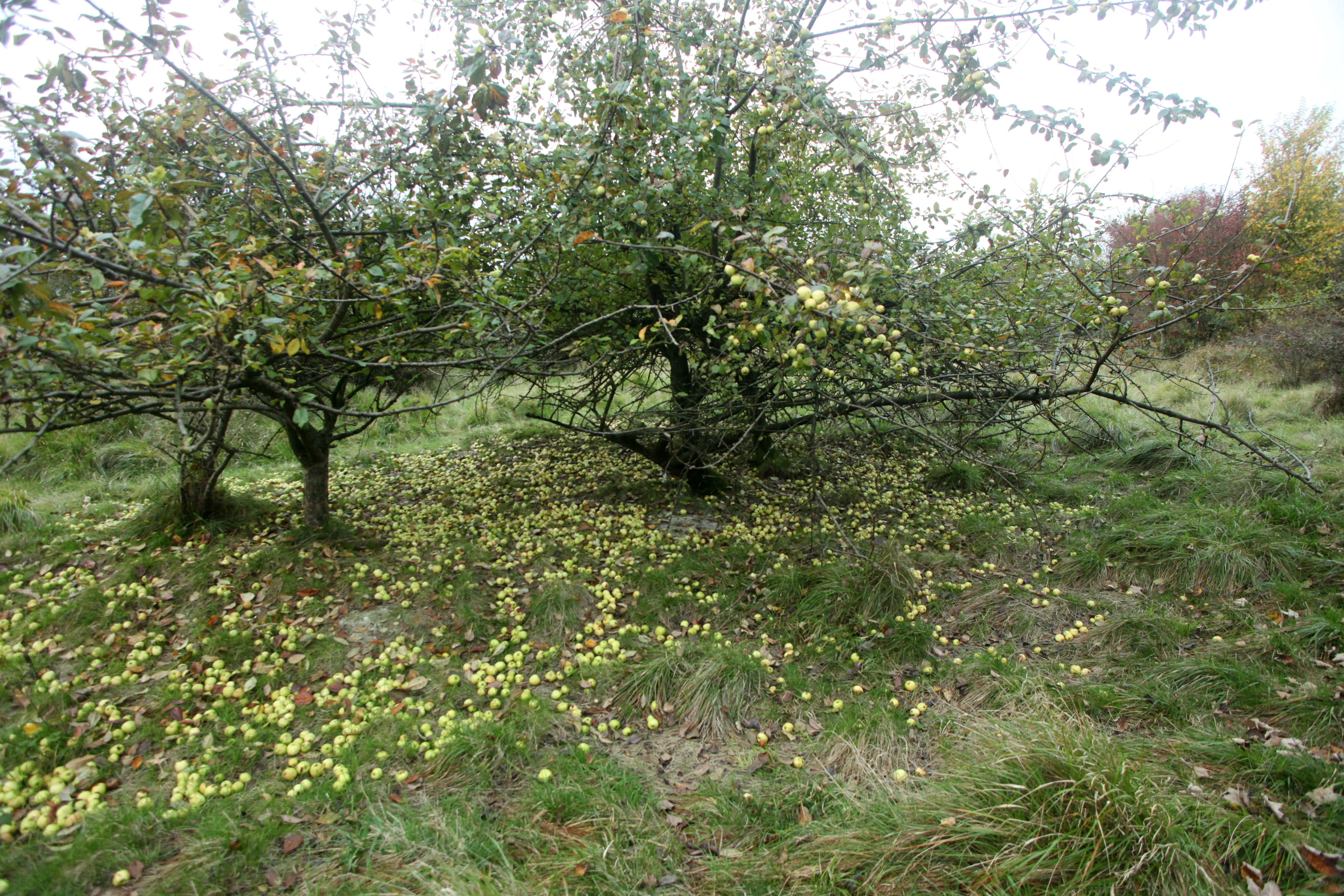 Una arboleda de frutales con muchas manzanas amarillas esparcidas sobre la hierba del suelo en una reserva natural.