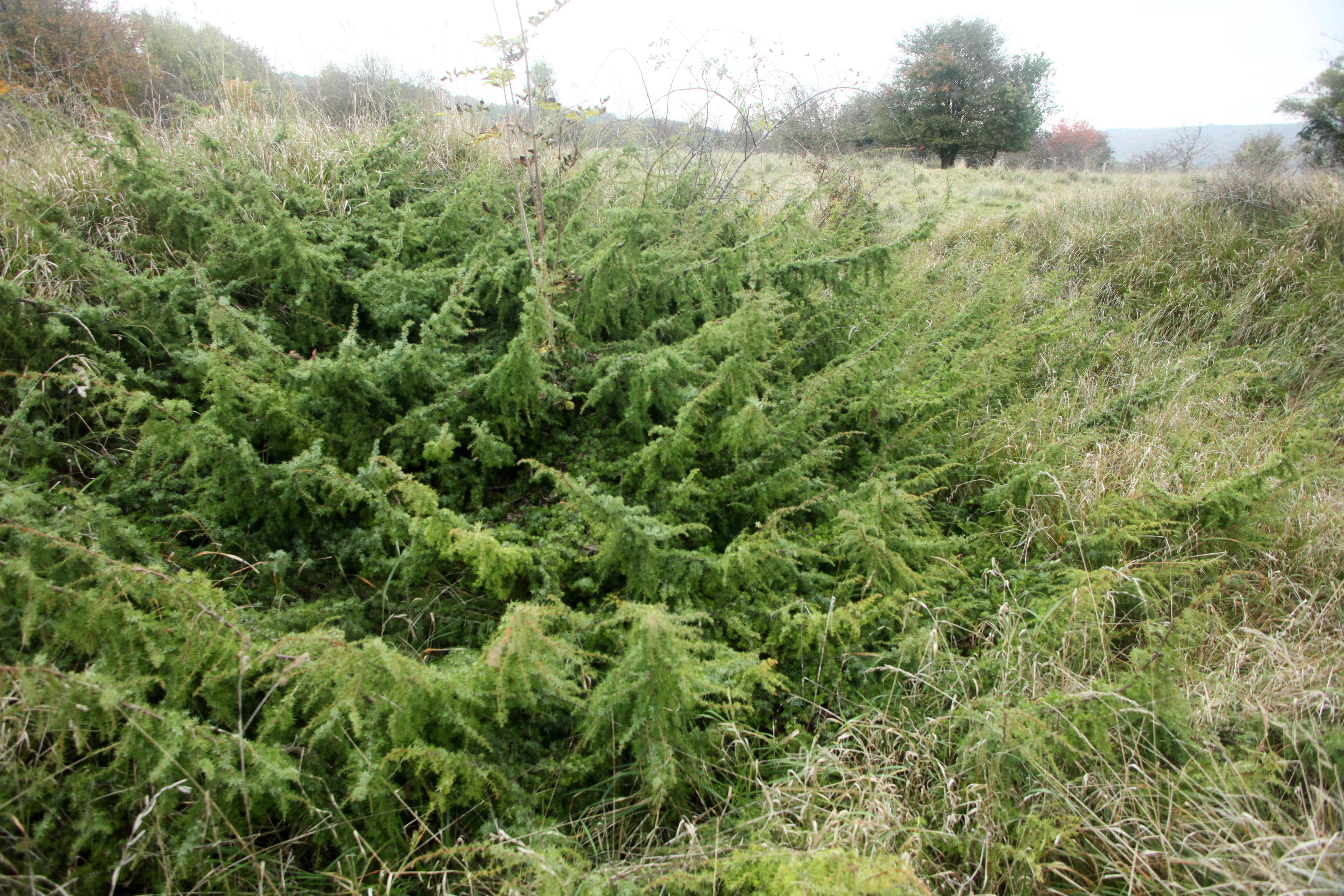 Una toma a nivel bajo de un arbusto de enebro verde y extenso situado en una pradera seca y herbosa dentro de una reserva natural.