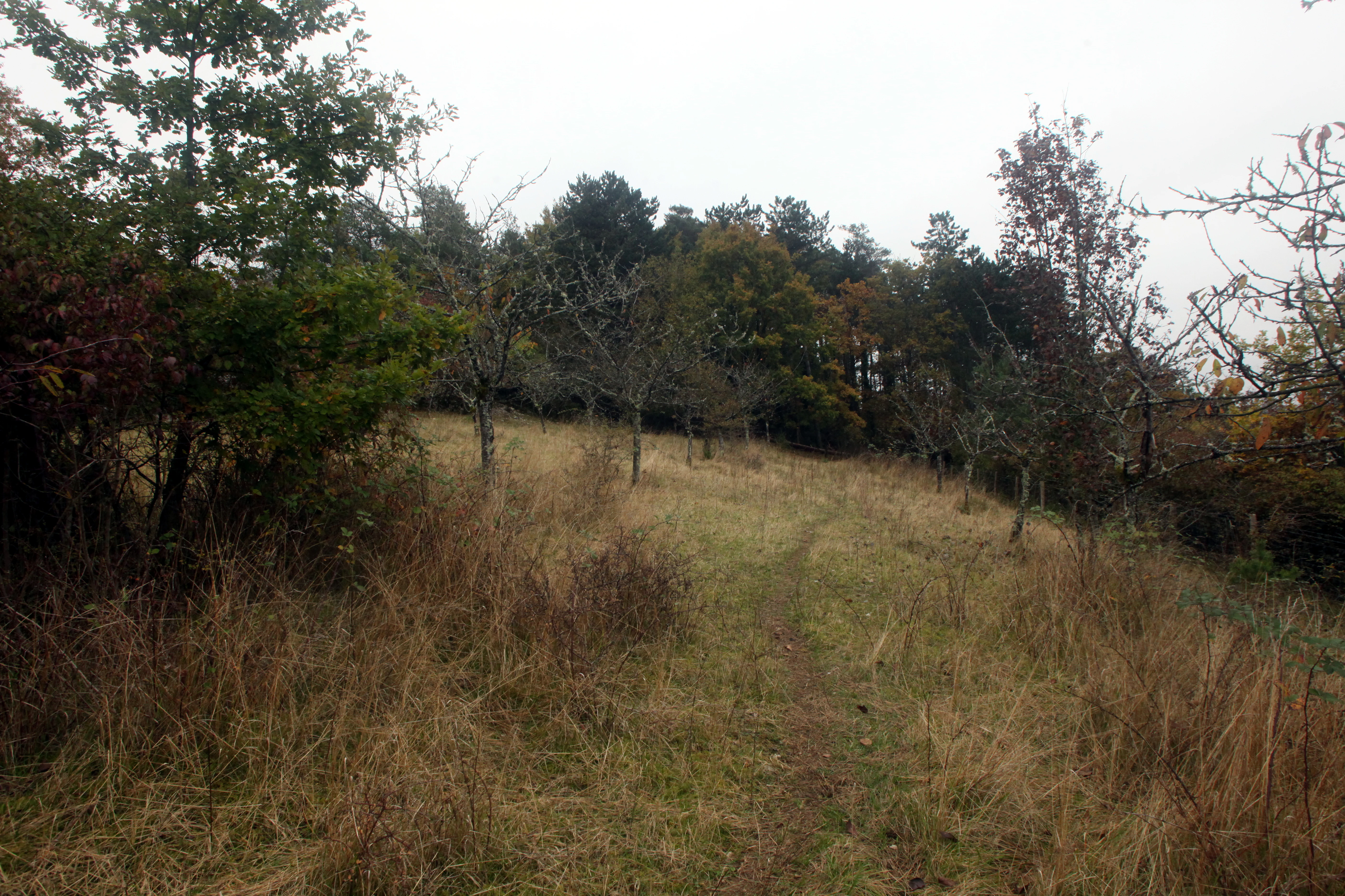 A narrow dirt trail leads through a dry grassy meadow towards a wooded hillside under a cloudy sky.