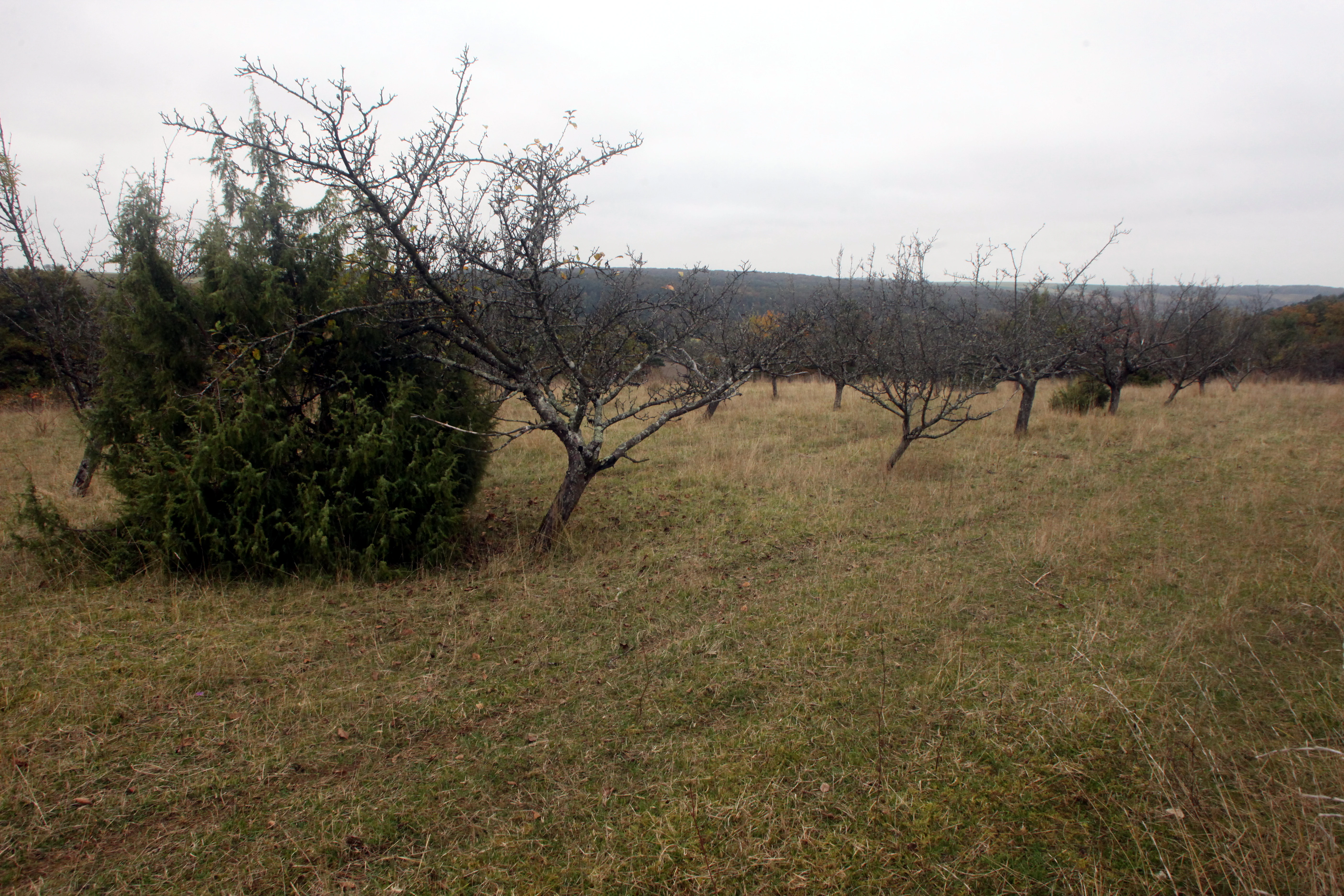 A wide view of a dormant, grassy hillside with sparse, leafless trees and a prominent evergreen shrub in the foreground under a cloudy sky.