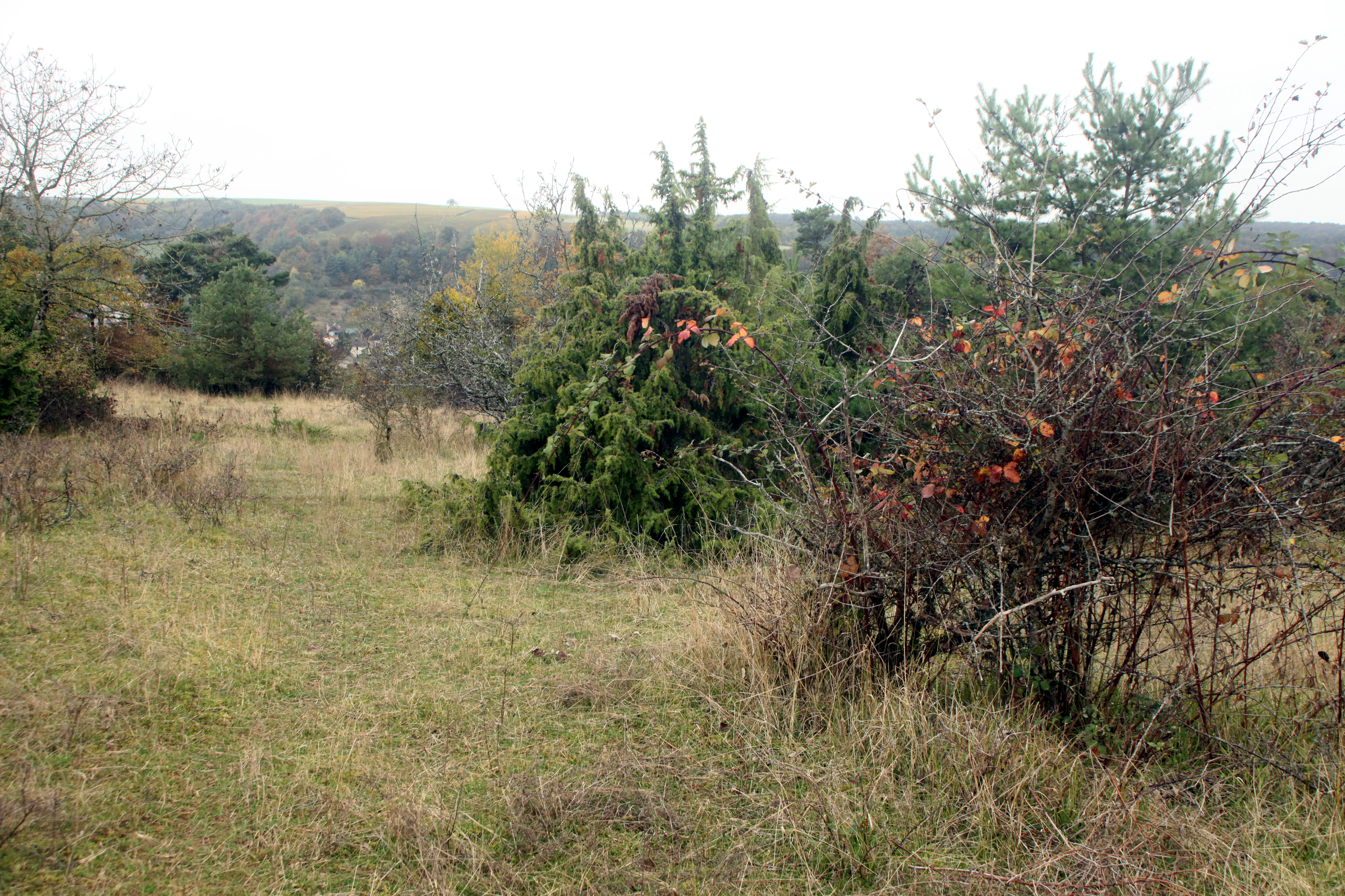 A wide, outdoor landscape shot featuring patches of dry grass, low shrubs, and evergreen bushes under an overcast sky.