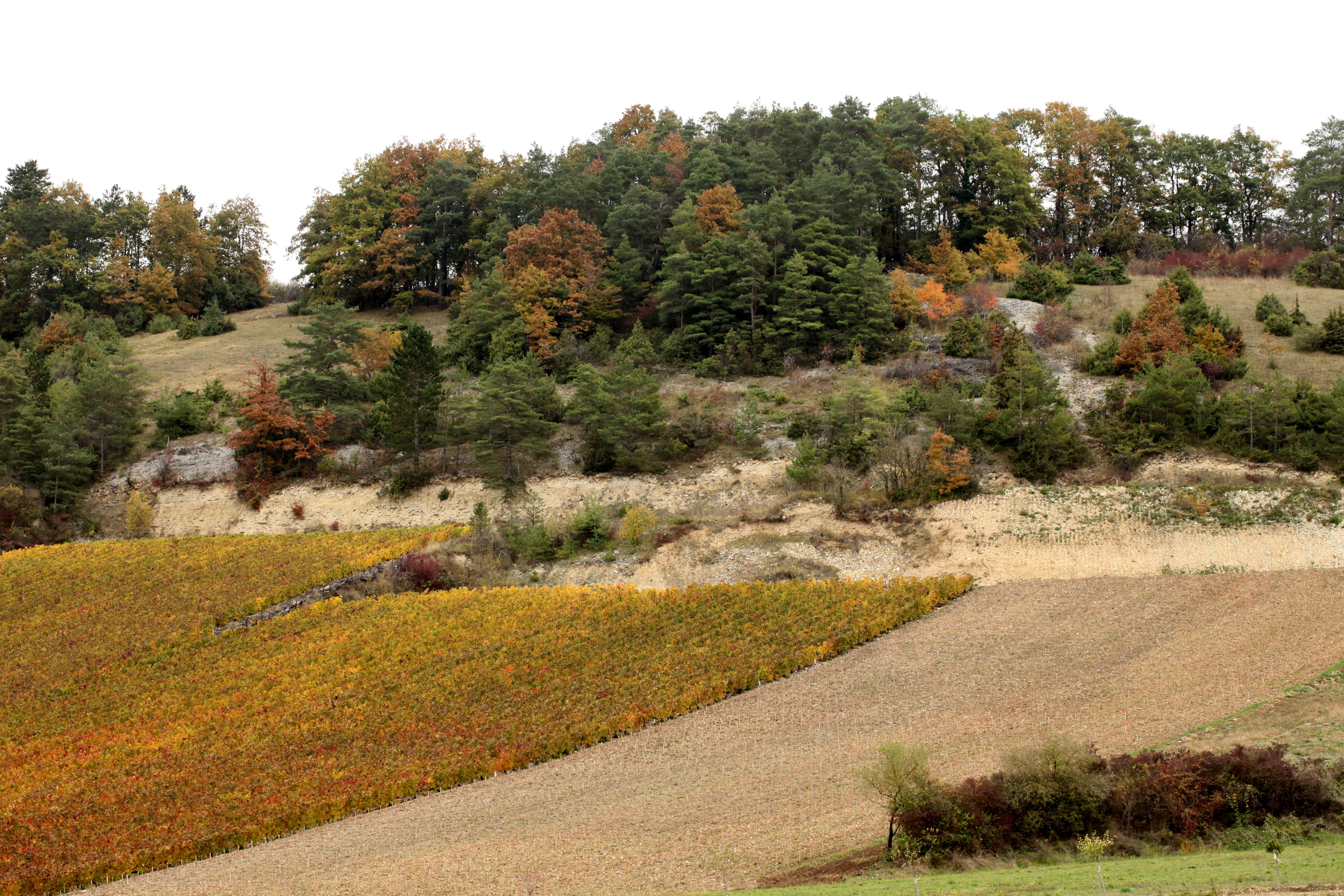 A wide landscape view of a hillside in autumn with a mix of light-colored rocky outcrops, dense forest, and terraced fields in yellow and brown shades.