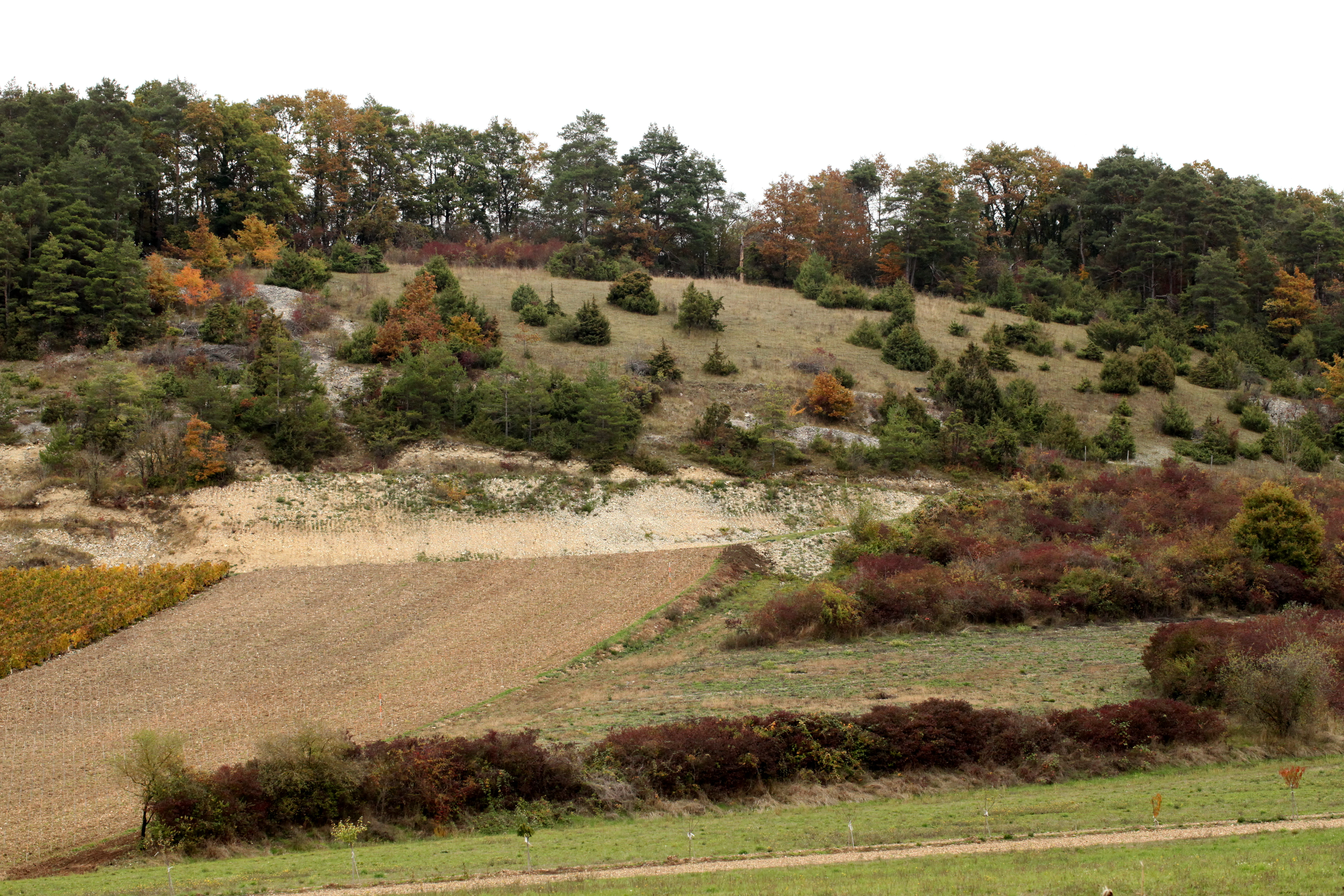 A landscape view of a hillside in the nature reserve showing dry grassland, shrubs, and a band of exposed limestone rock with a forest line at the top.