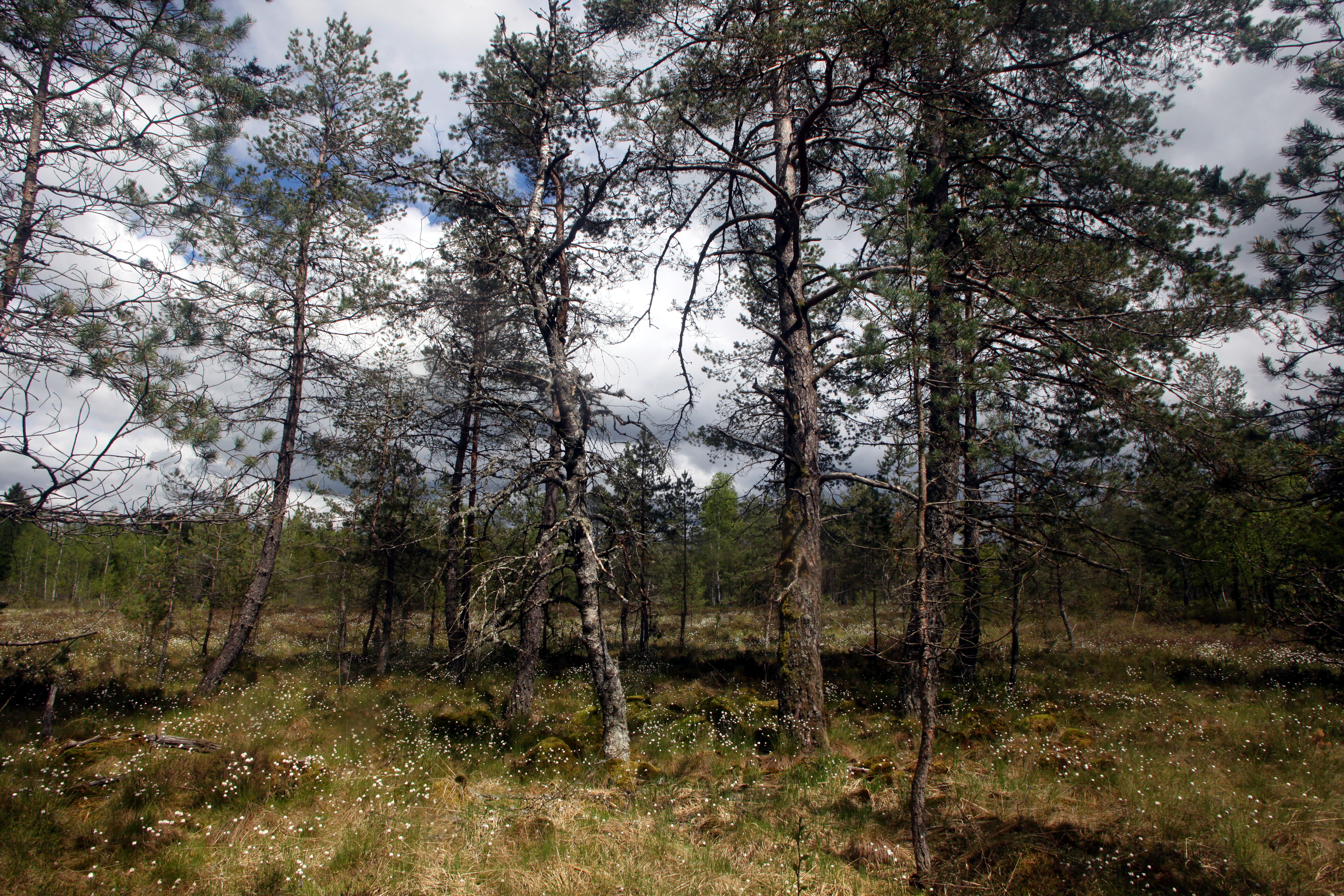 A wide shot of a peat bog featuring scattered thin pine trees, low shrubs, and small white cotton grass tufts under a cloudy sky.