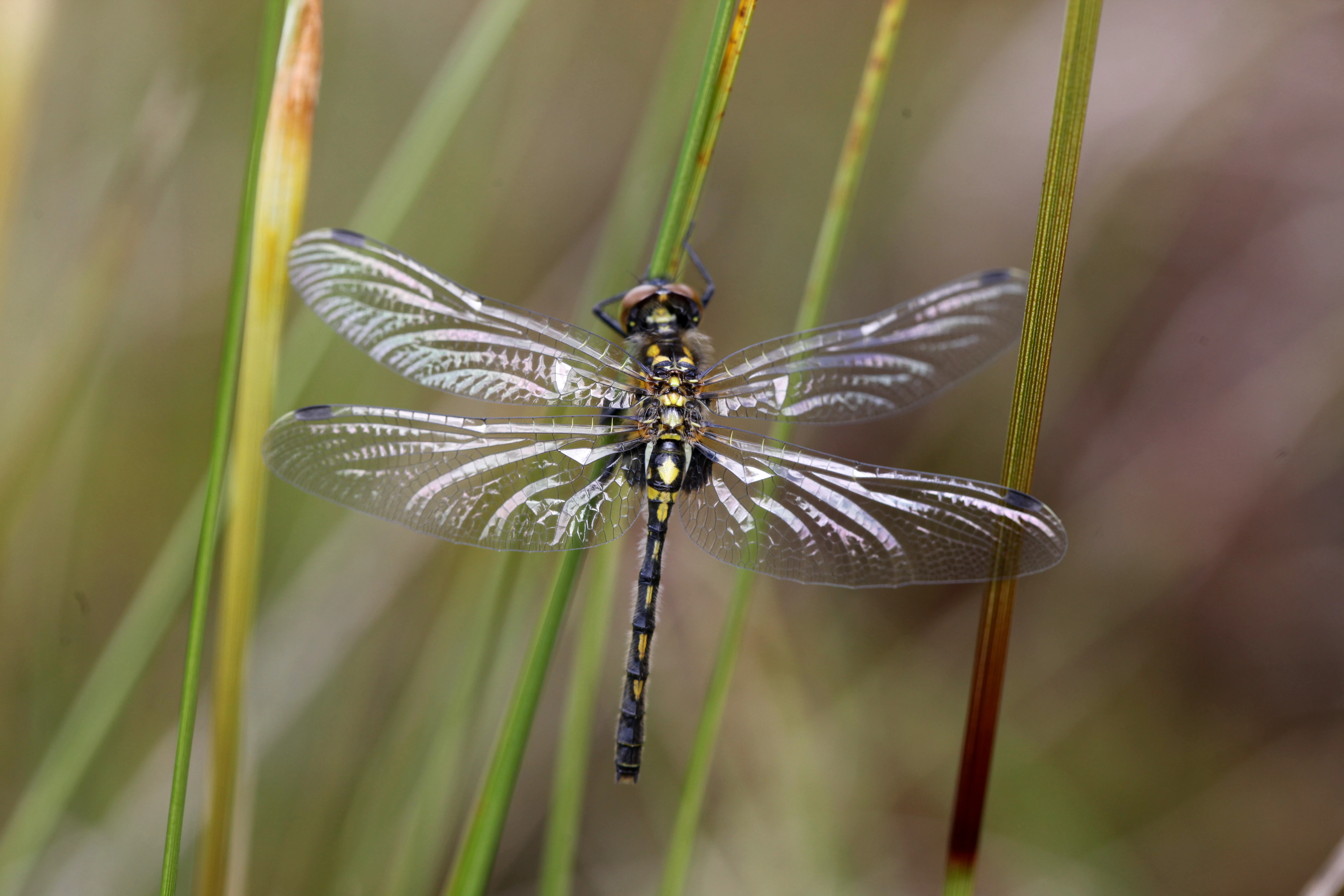 A close-up view of a white-faced darter dragonfly perched on tall green grass blades.