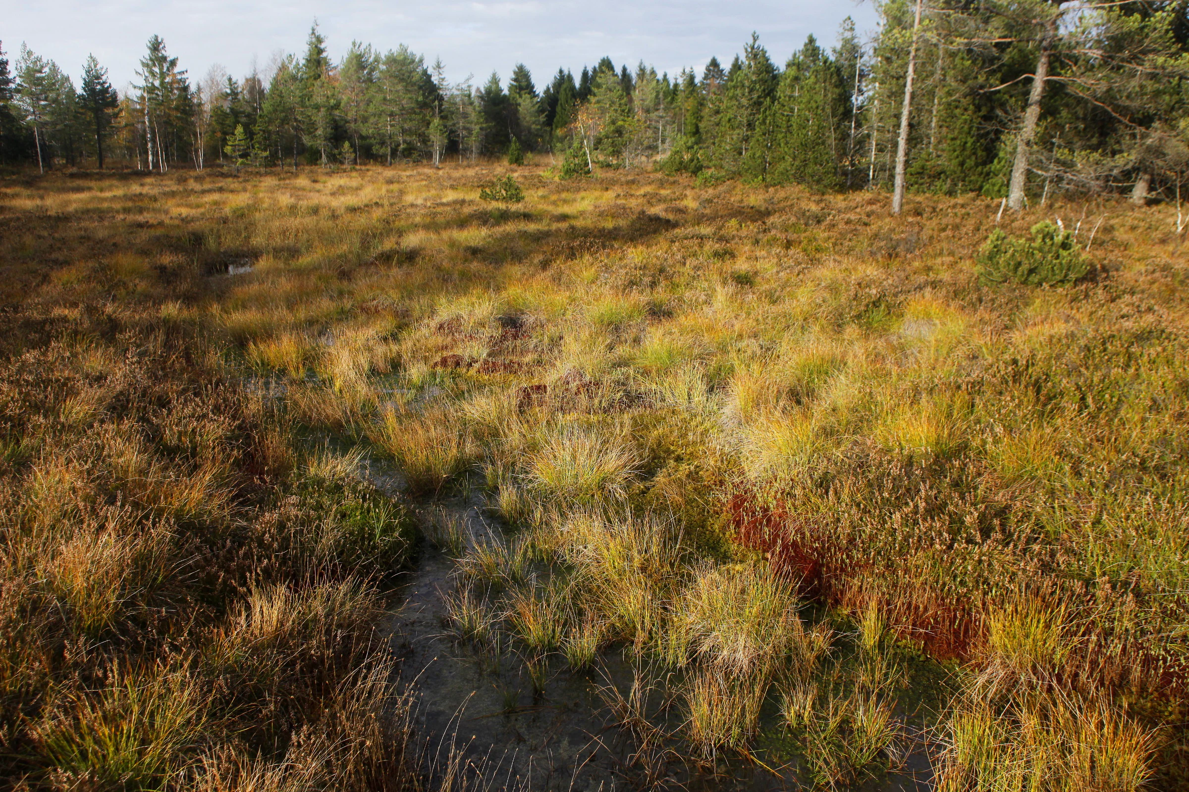 A wide view of a raised peat bog landscape with golden grasses and shrubs in the foreground, backed by a dense forest line under a bright sky.
