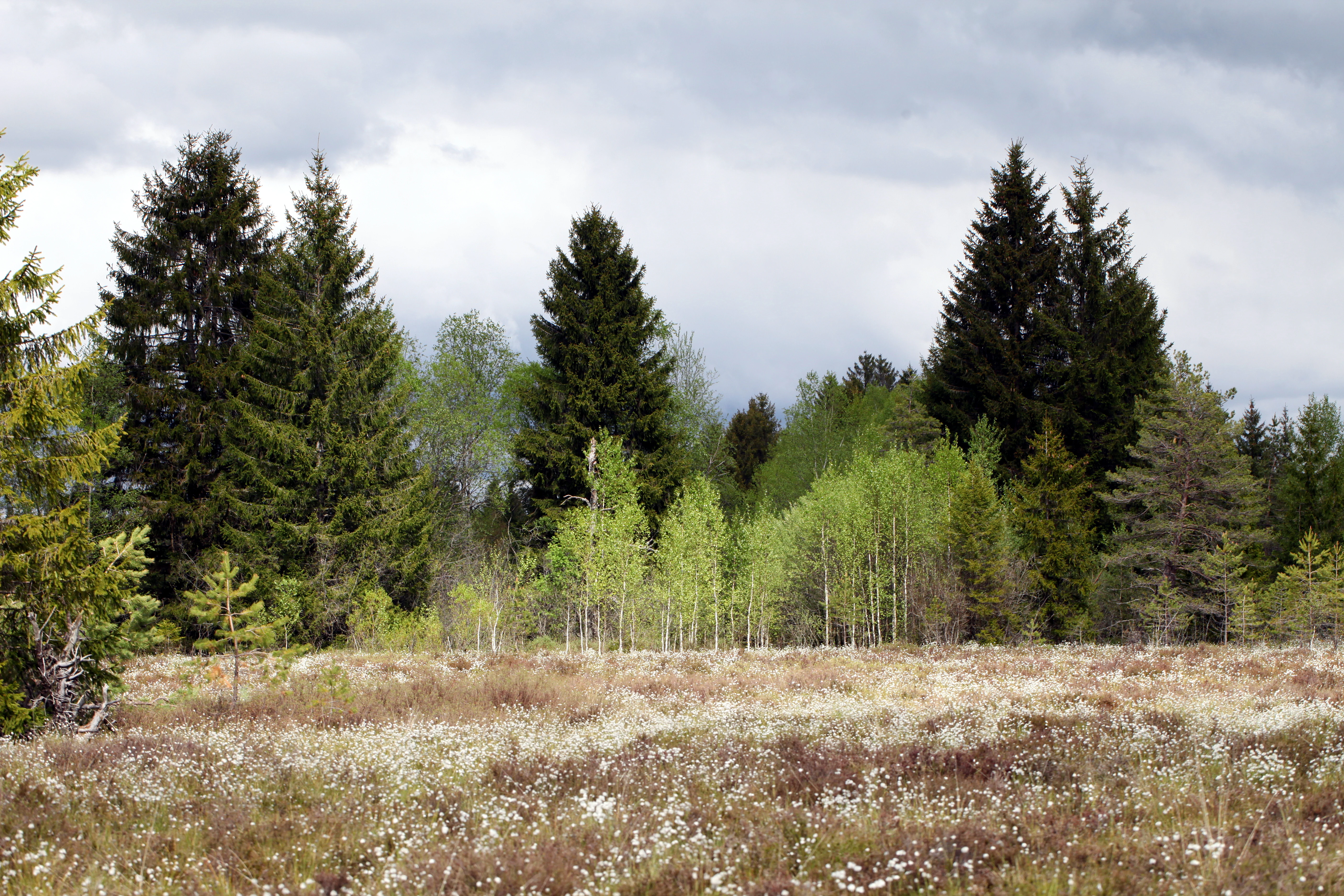 A wide view of a marshy landscape with a foreground field of white-tufted cotton grass, backed by a dense forest of evergreen and deciduous trees under a cloudy sky.