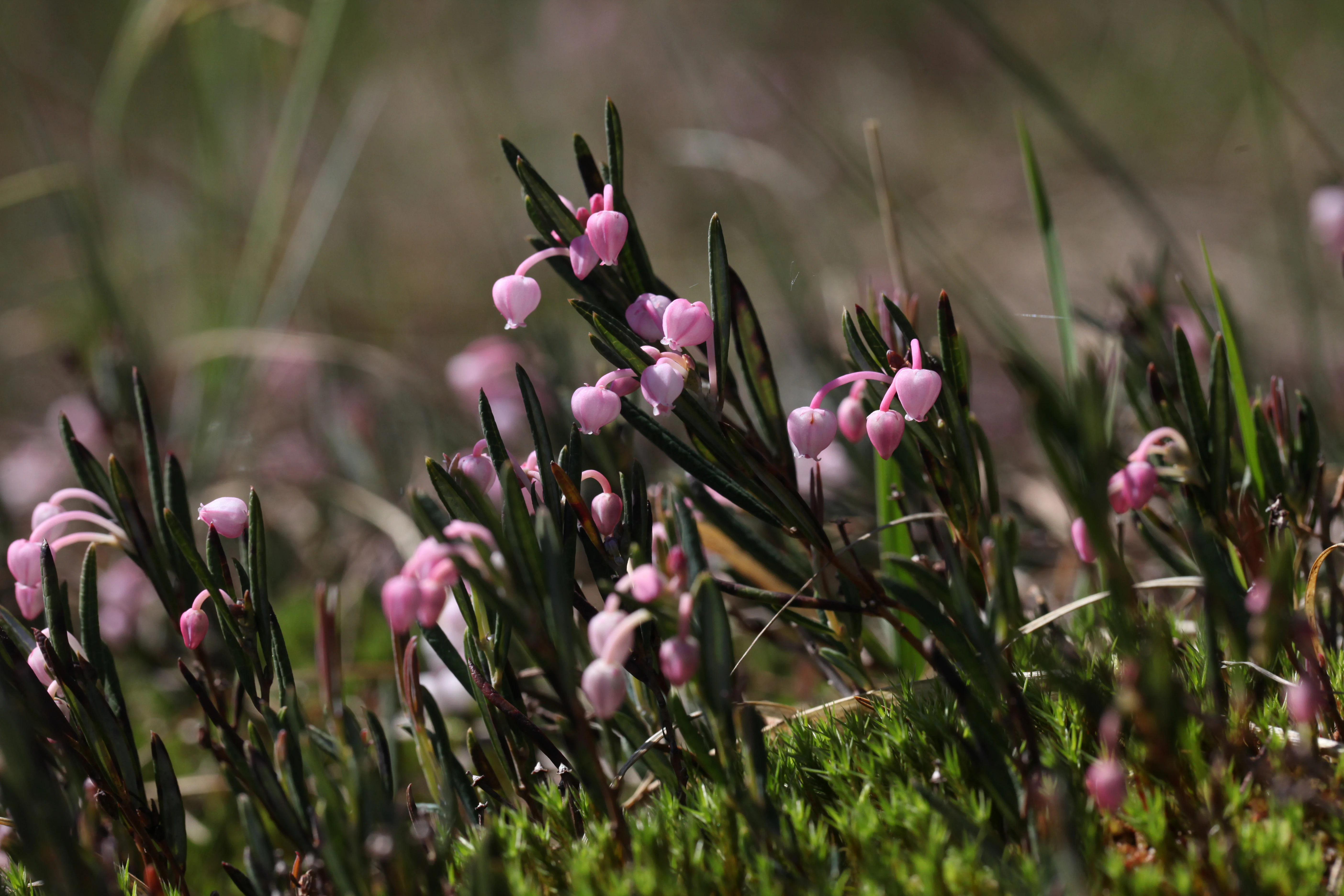 A close-up view of small pink bell-shaped flowers of bog-rosemary growing among dark green leaves and moss.