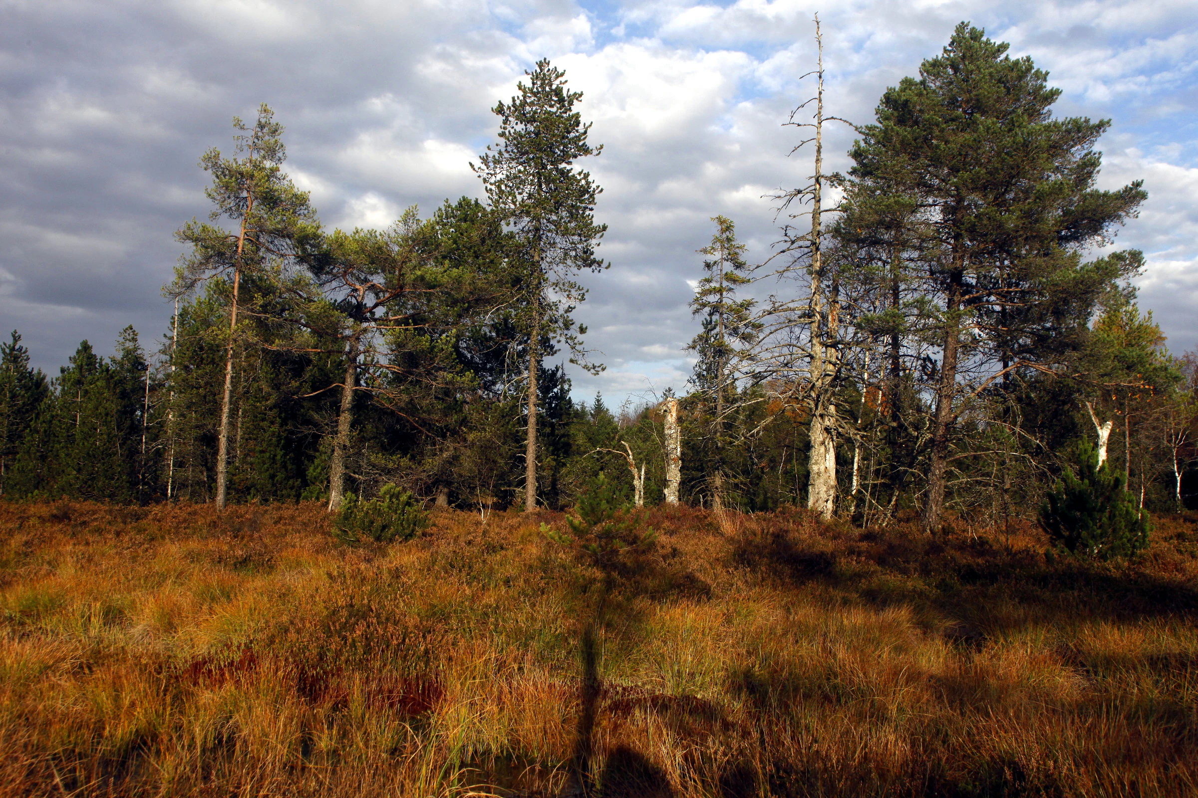A wide, eye-level shot of a peat bog landscape featuring scattered pine trees and dense, orange-brown grasses under a cloudy sky.
