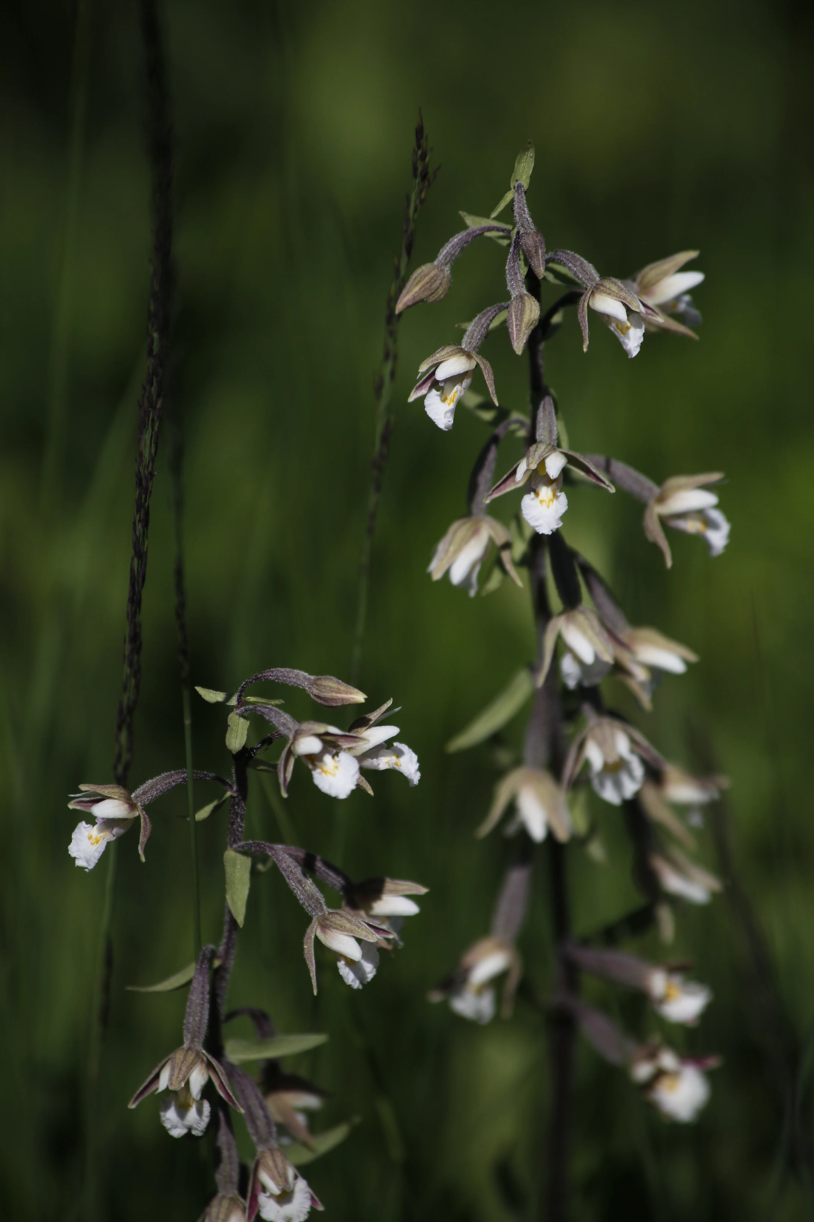 Close up vertical shot of two Marsh Helleborine orchid stalks with small white and brown flowers against a soft green background.