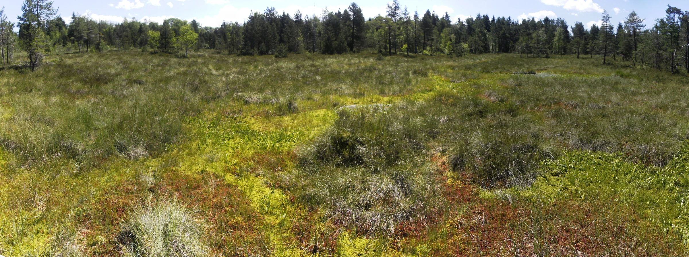 A wide, panoramic view of a marshy wetland area featuring colorful mosses and grasses in the foreground, leading to a treeline in the background.
