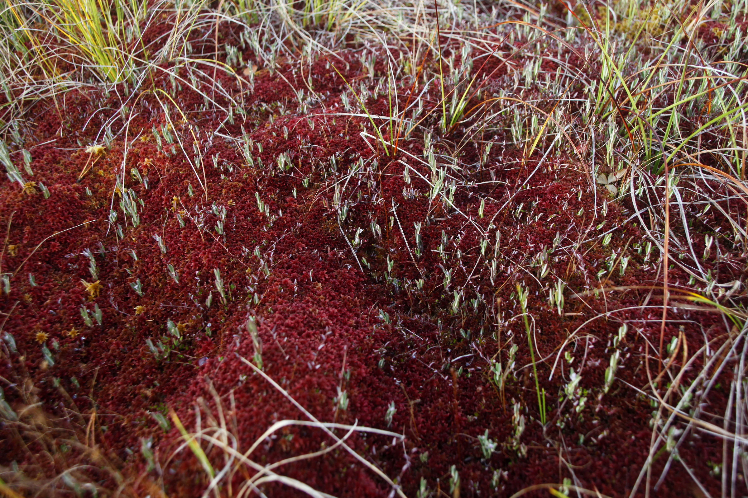A close-up view of deep red sphagnum moss growing in a boggy habitat, interspersed with blades of green grass.
