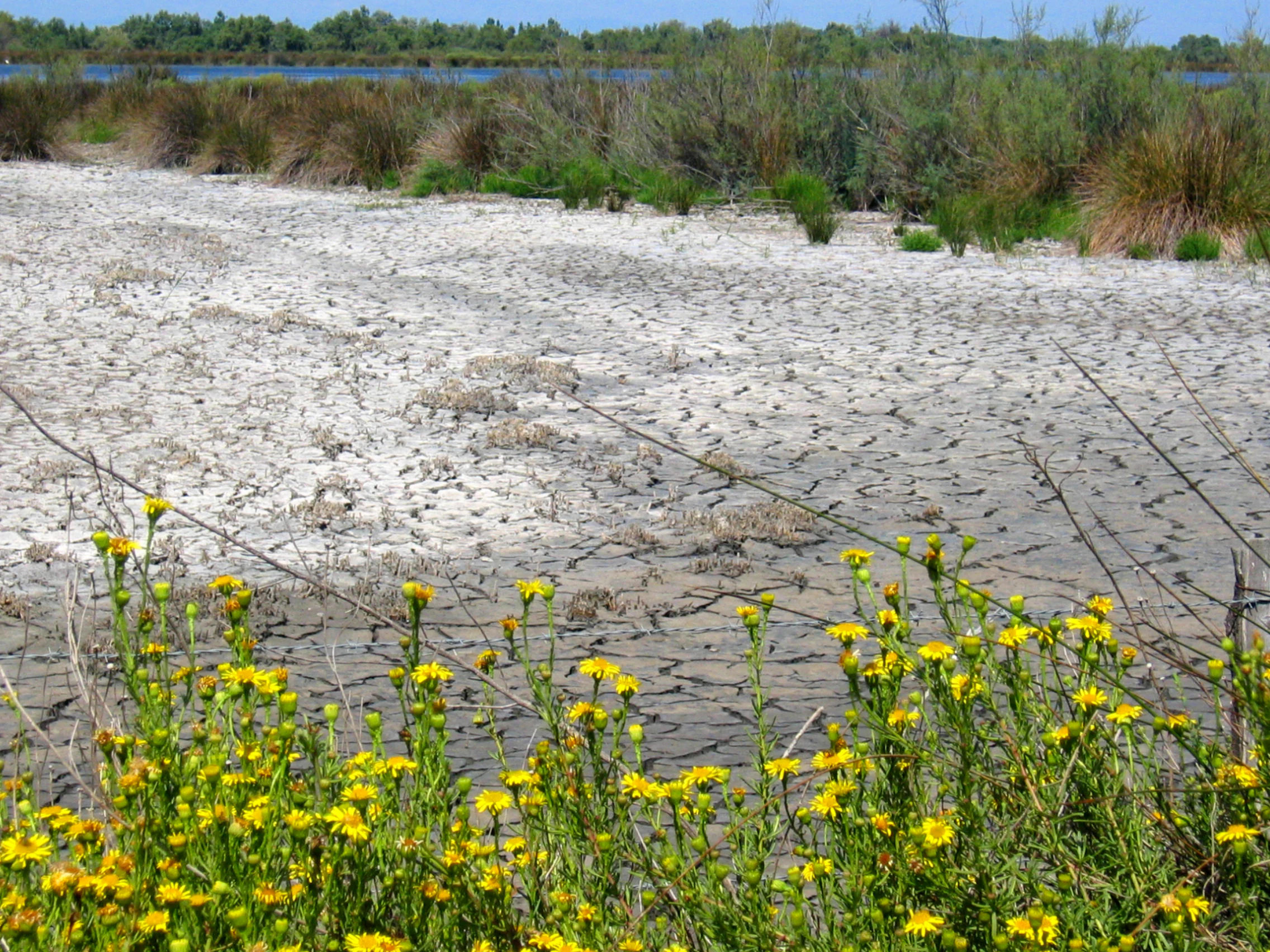 A close up view of bright yellow golden samphire flowers in the foreground, with a large area of cracked, dry, and salt-crusted earth in the midground and a line of green marsh vegetation along a distant waterway.