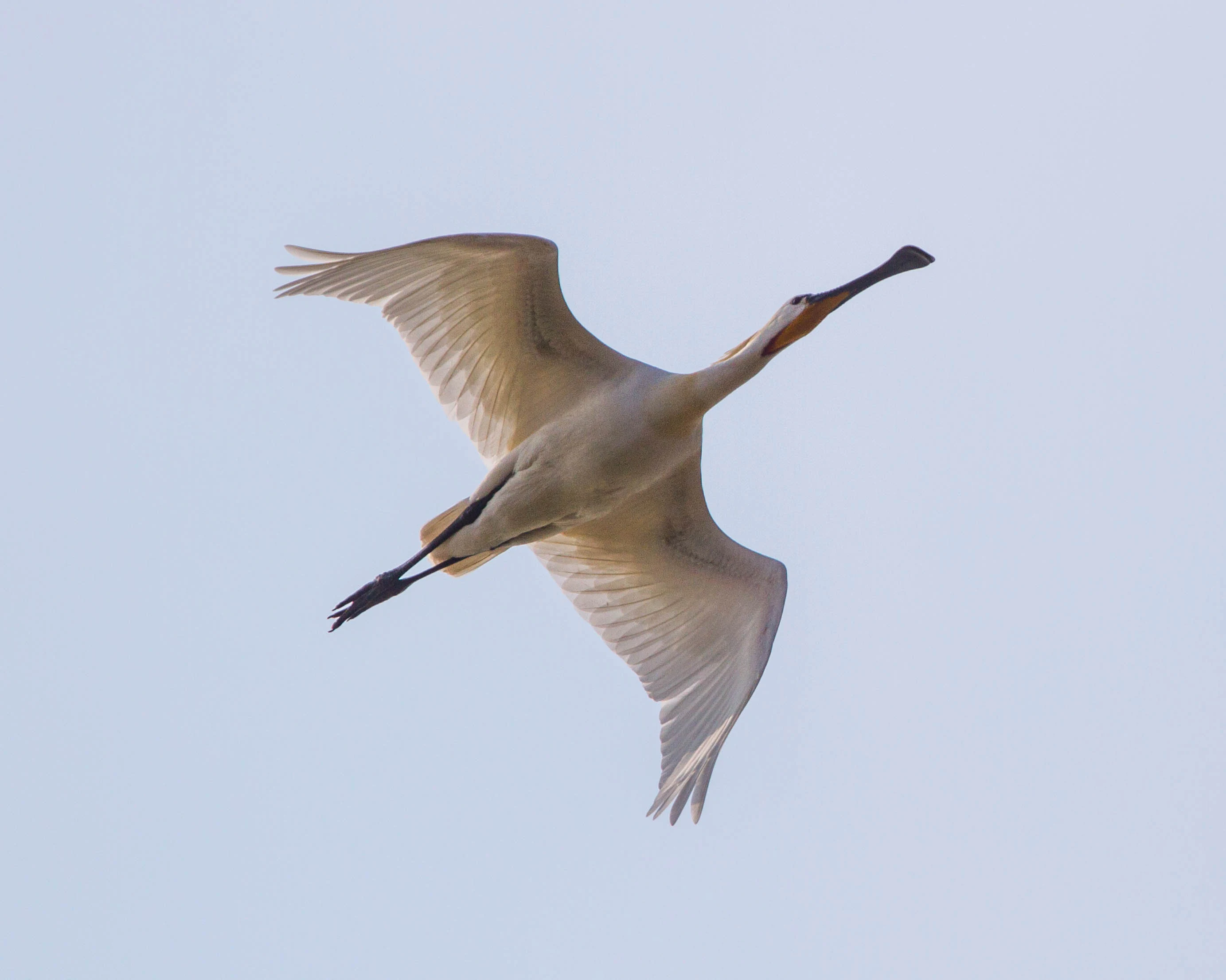 A white Eurasian spoonbill flying against a clear, pale sky, showing its distinctively shaped bill.