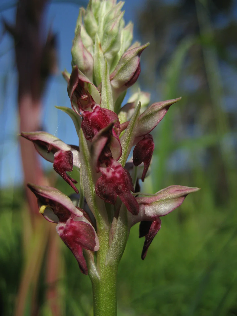 A vertical close up of a bug orchid, Anacamptis coriophora, with its dense, purplish-red flowers blooming against a blurred green and blue background.