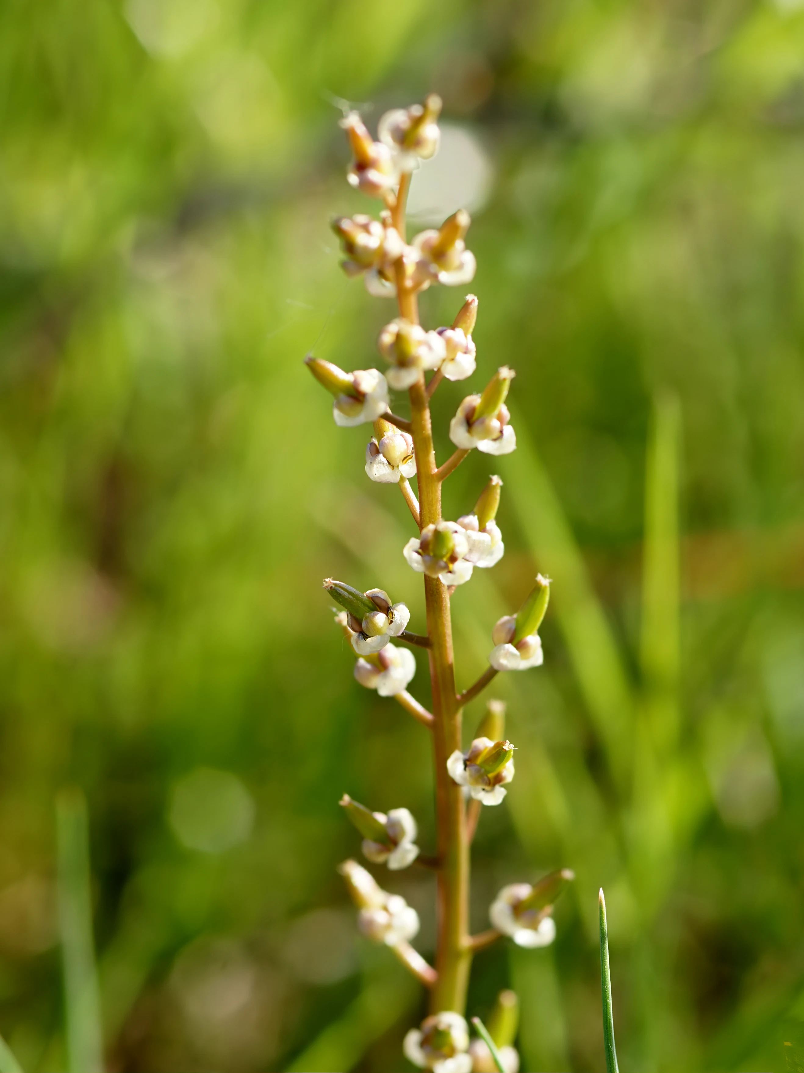 A vertical close-up shot of the flowering stalk of Triglochin barrelieri, with tiny greenish-white blossoms arranged along the stem against a soft-focus green background.