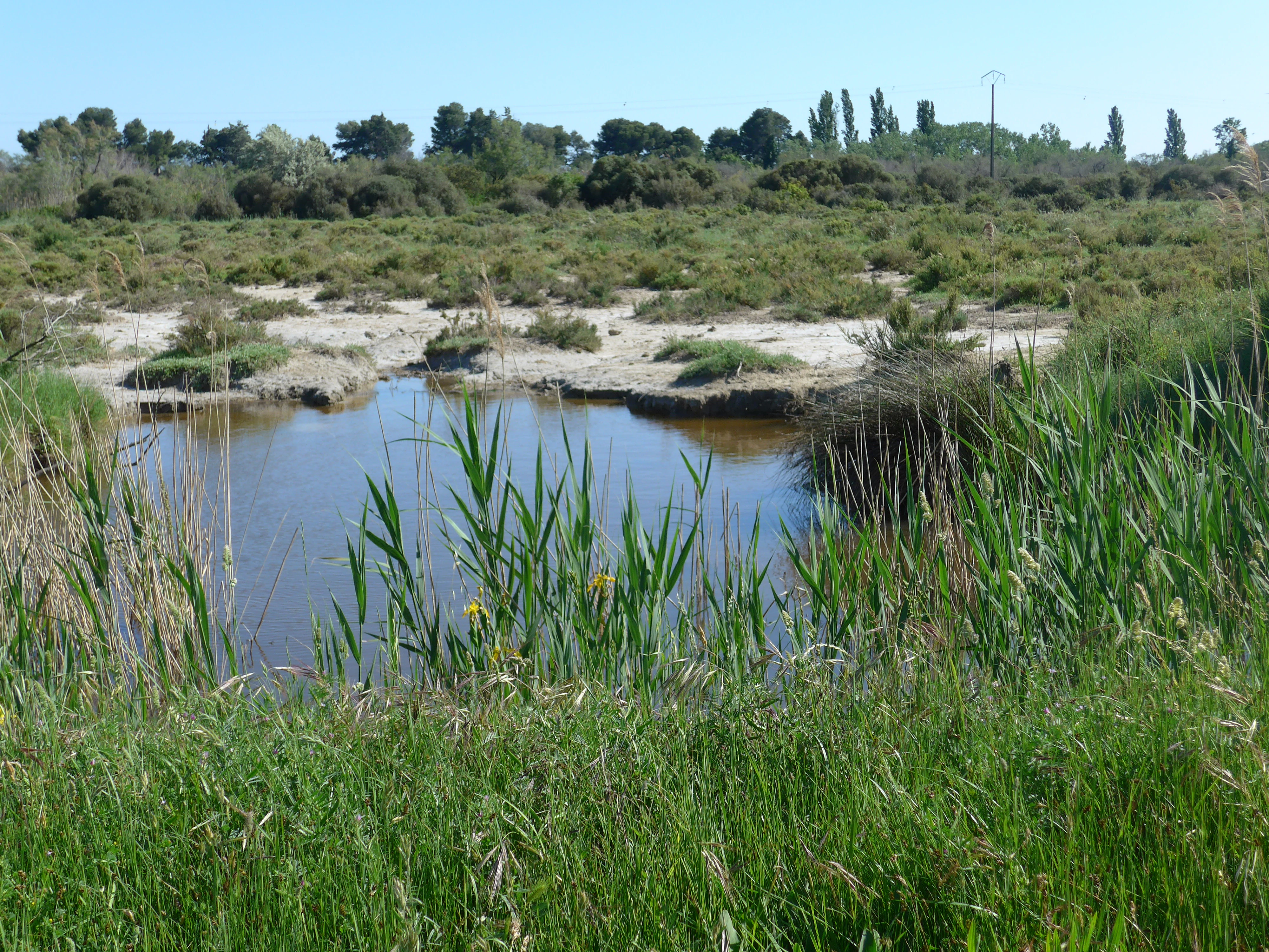 A small, still pool of water surrounded by tall green grasses, with a flat marshy landscape and trees in the background under a clear sky.