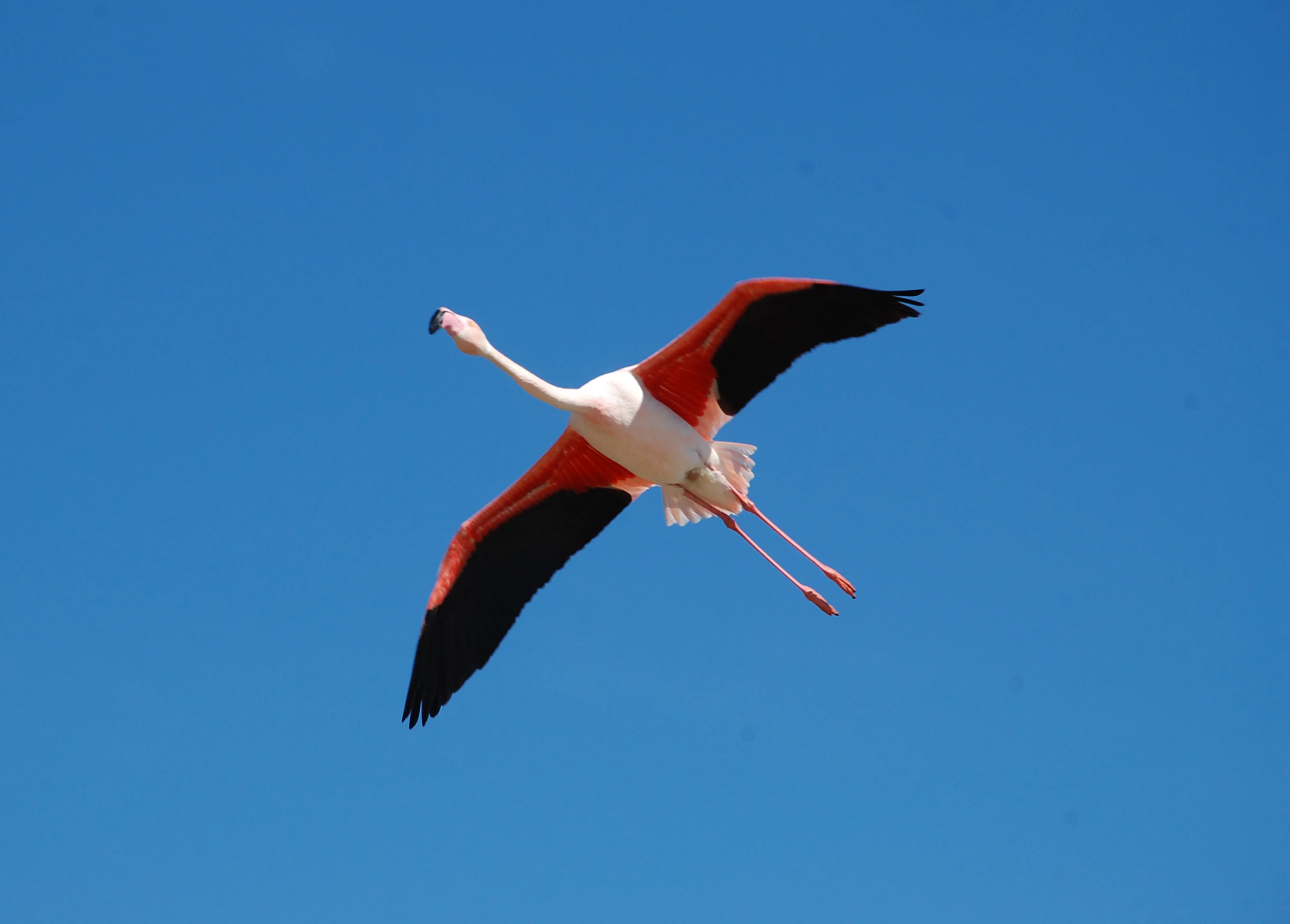 A greater flamingo in flight viewed from below against a clear blue sky, showing its pink, white, and black wing patterns.