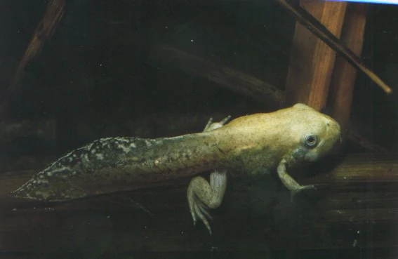 A tadpole with developing legs swimming in dark water, captured in a close-up shot.