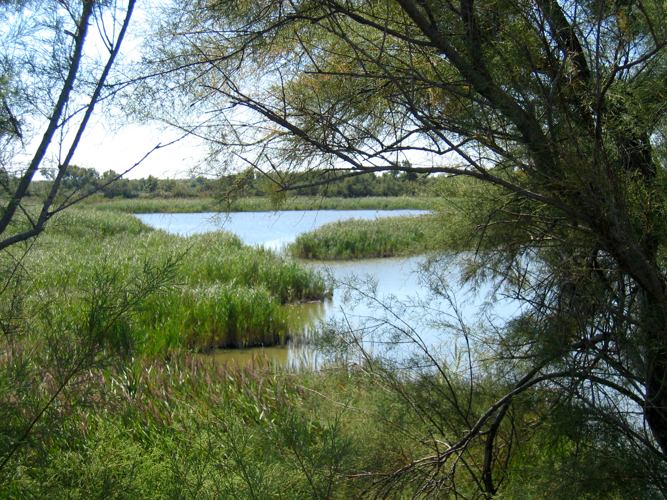A view through the branches of a tamarisk tree overlooking a marshy wetland area in the Camargue, France.