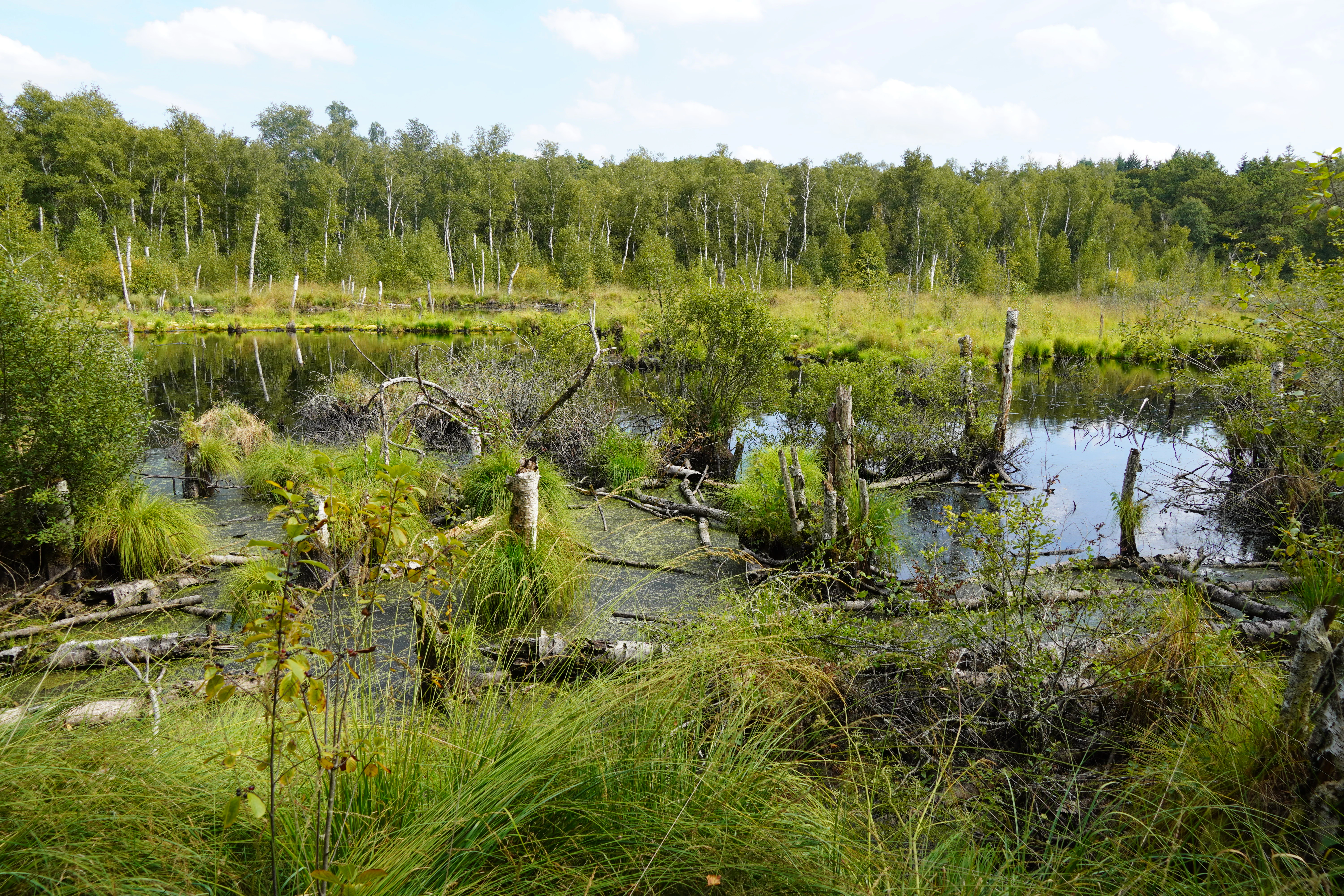 A landscape view of a wetland with standing water, dead tree trunks, and green grasses in the foreground, backed by a forest under a partly cloudy sky.