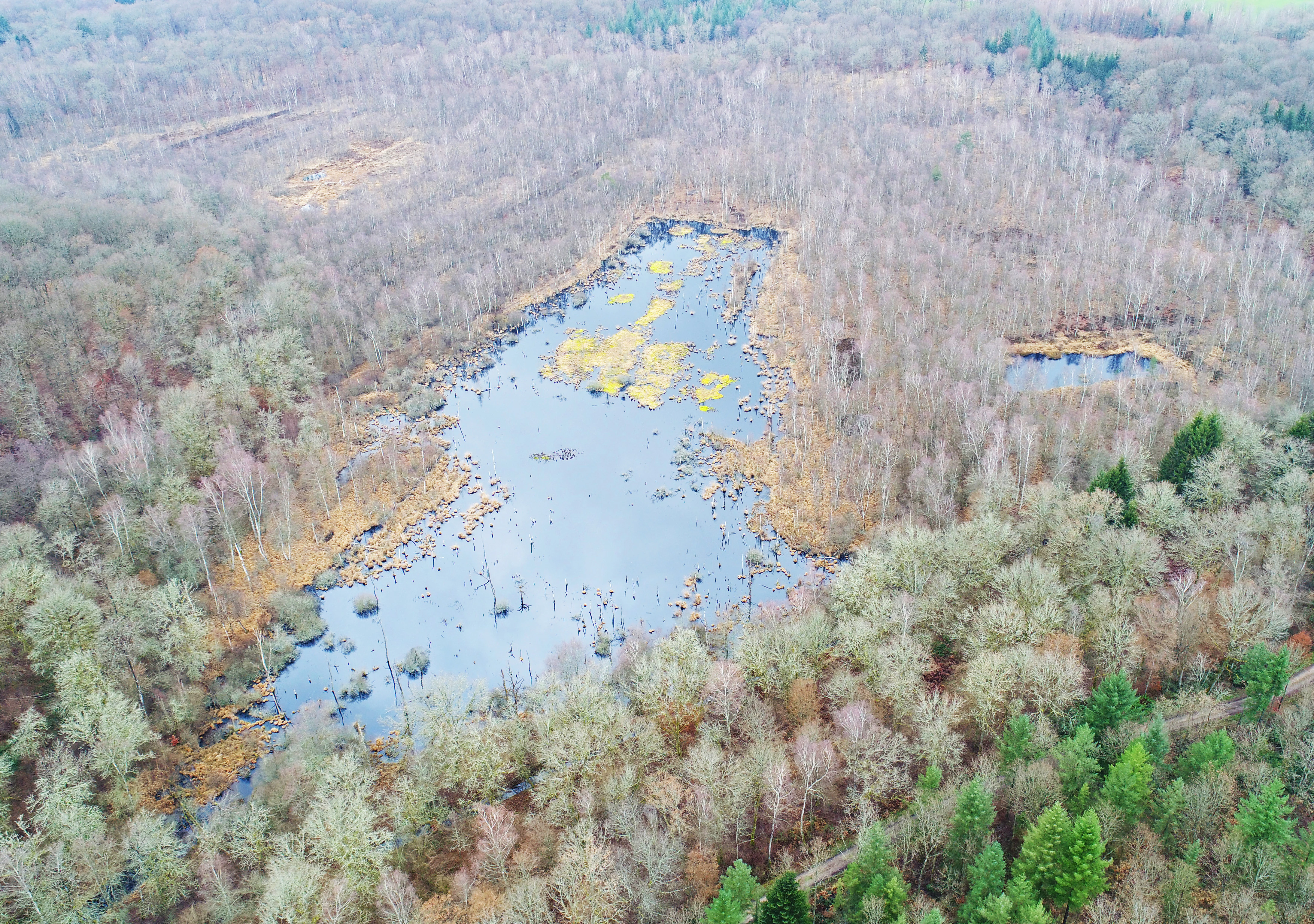 An aerial photograph showing a peat bog with a central body of water and yellowish vegetation, surrounded by a dense forest of mostly bare trees.
