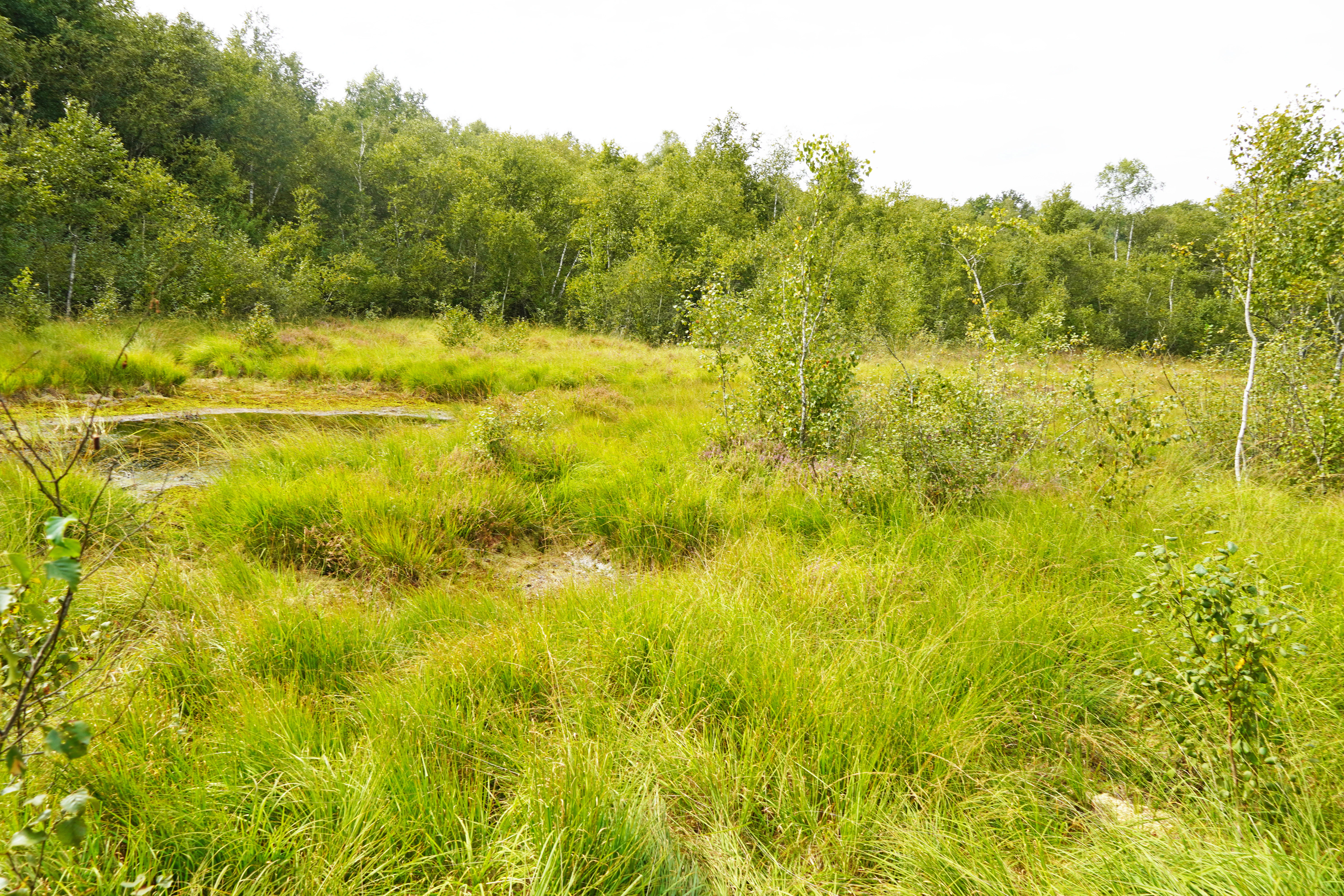 A wide shot of a green, grassy wetland with small pools of water and a dense line of trees in the background under a bright sky.