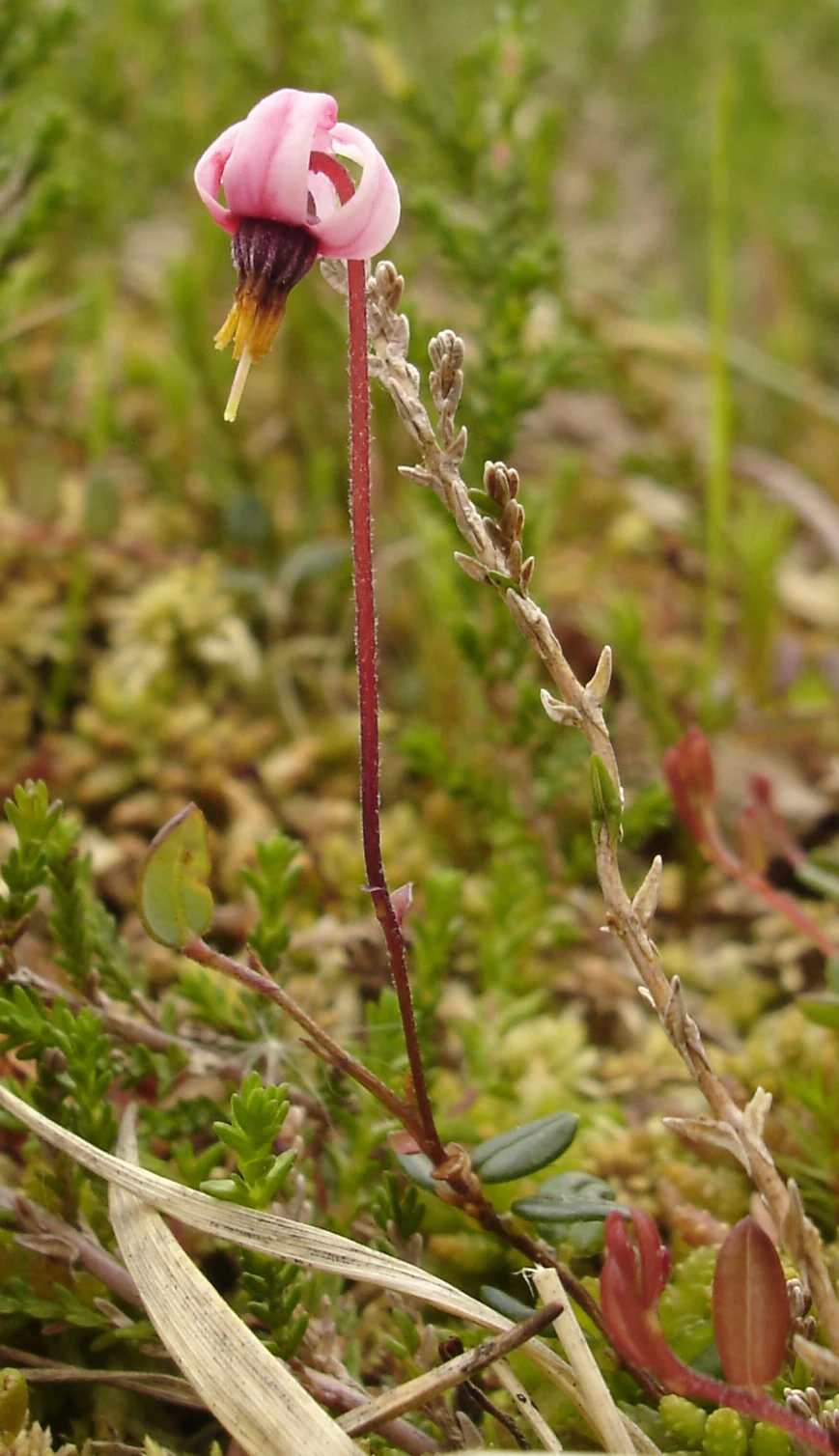 A close-up photograph of a single pink cranberry flower with a drooping head on a thin reddish stem, surrounded by green moss and small leaves in a bog environment.