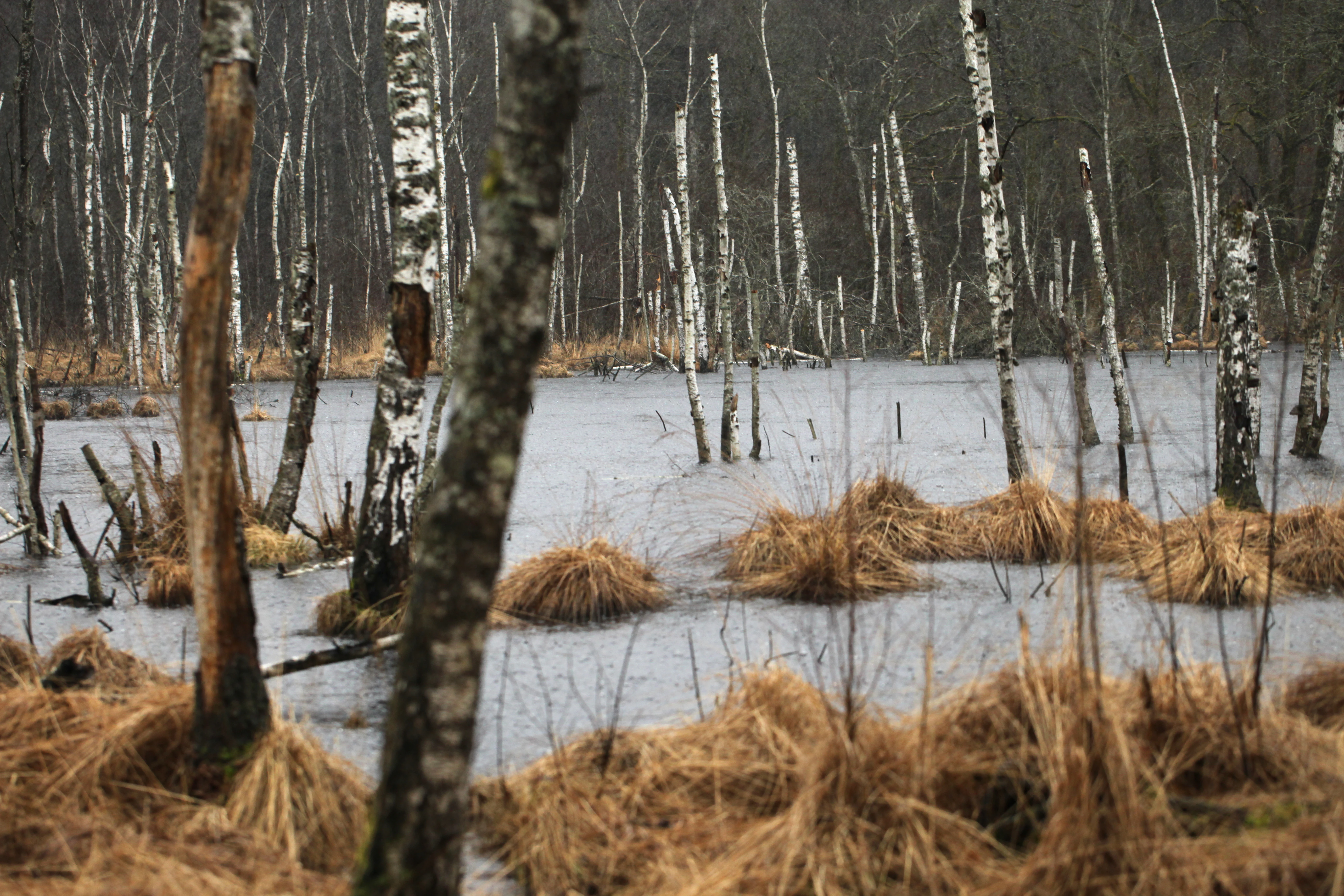 A flooded peat bog in winter with bare birch trees and clumps of brown grass emerging from the water under an overcast sky.