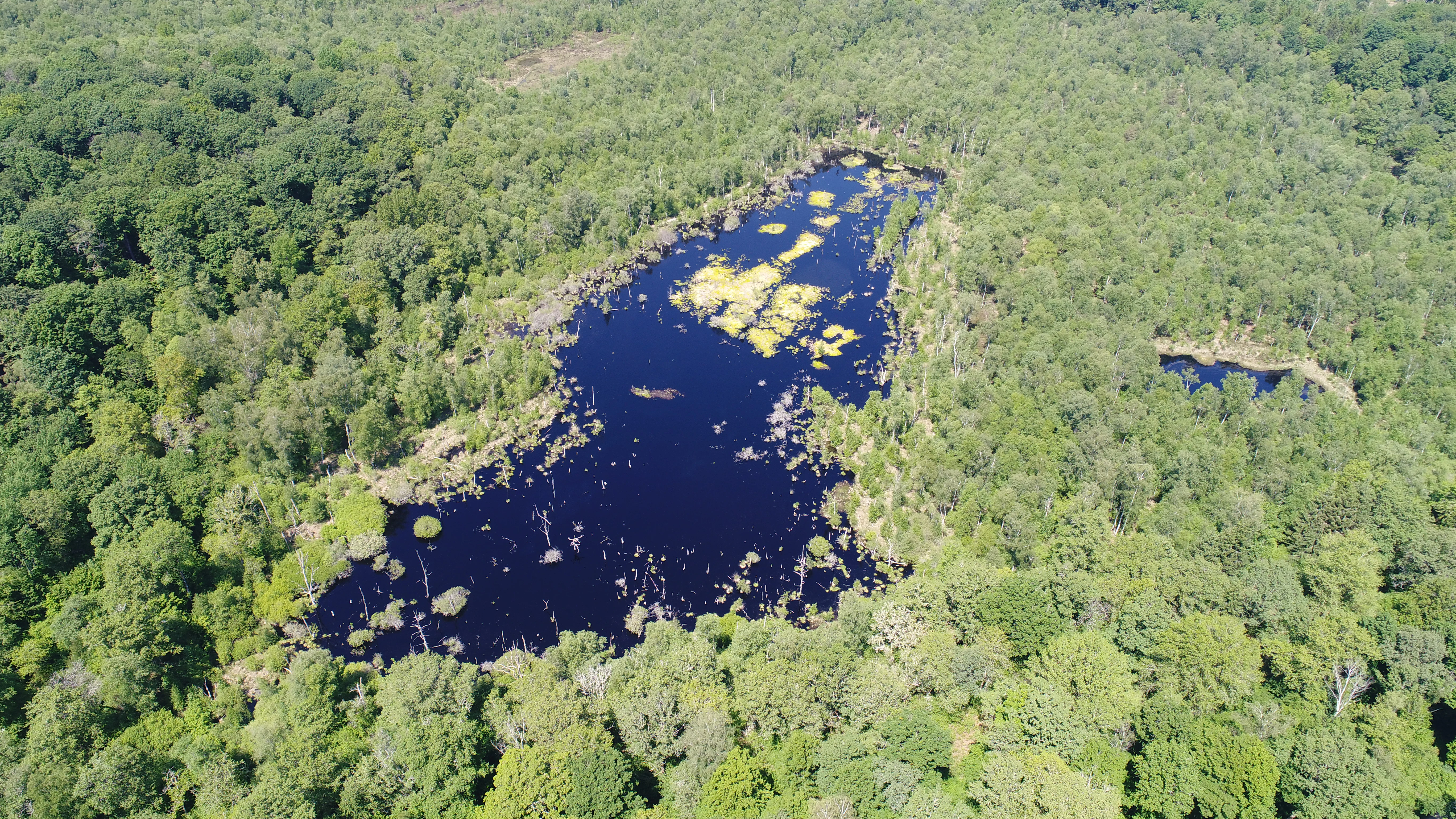 An aerial photograph showing a dark blue peat bog with patches of yellow-green aquatic vegetation, surrounded by a dense green forest.