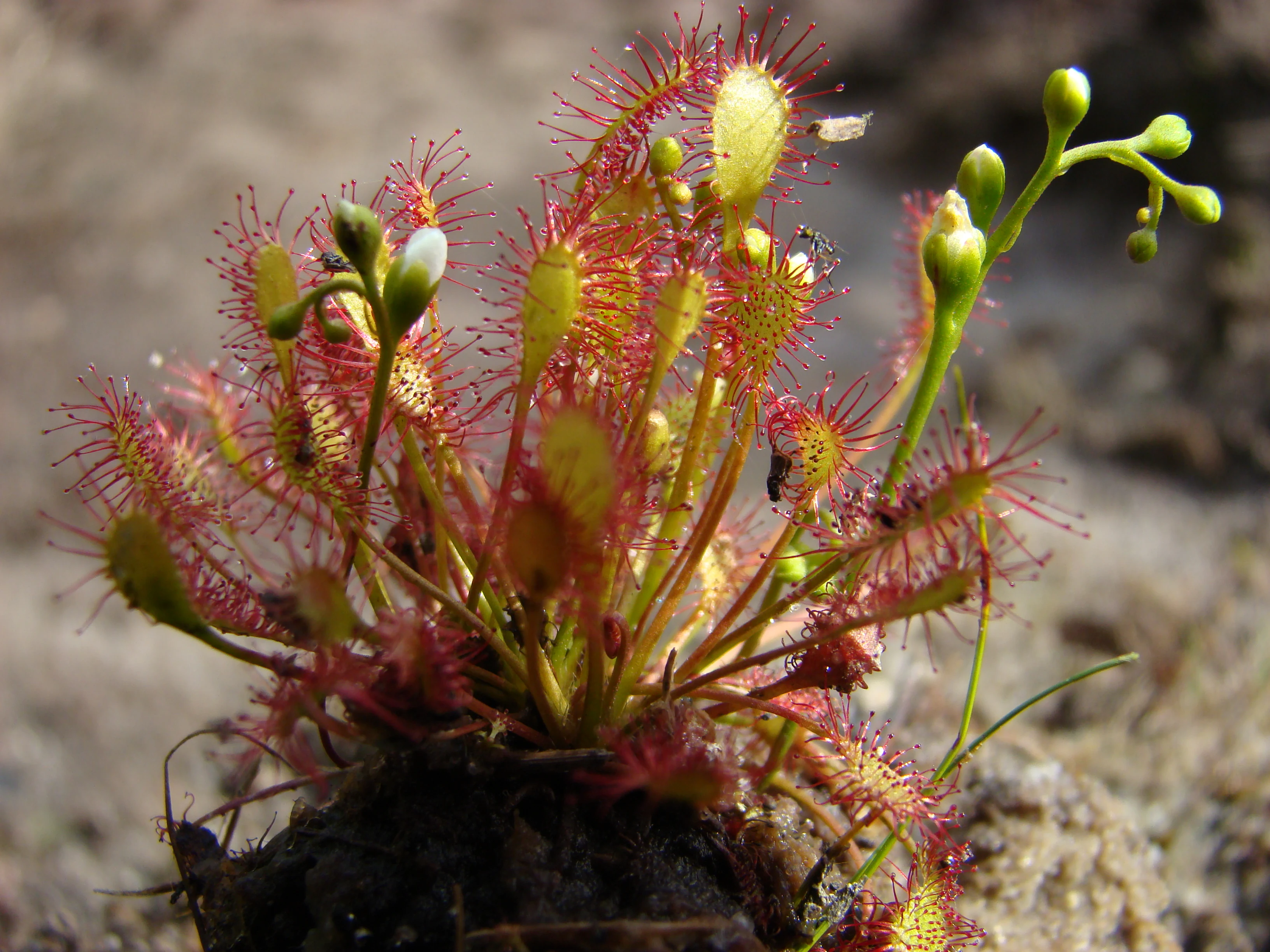 A close-up photograph of a blooming oblong-leaved sundew plant with reddish, hair-like tentacles and small green and white flower buds rising from a dark, mossy base.