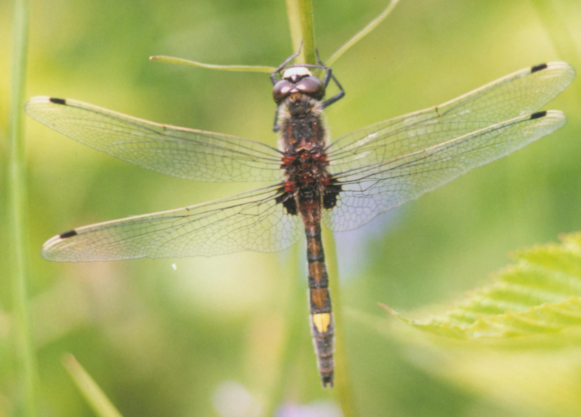 A close-up, top-down view of a dragonfly with transparent wings and a dark body with yellow markings, perched vertically on a thin green plant stem against a blurred green background.
