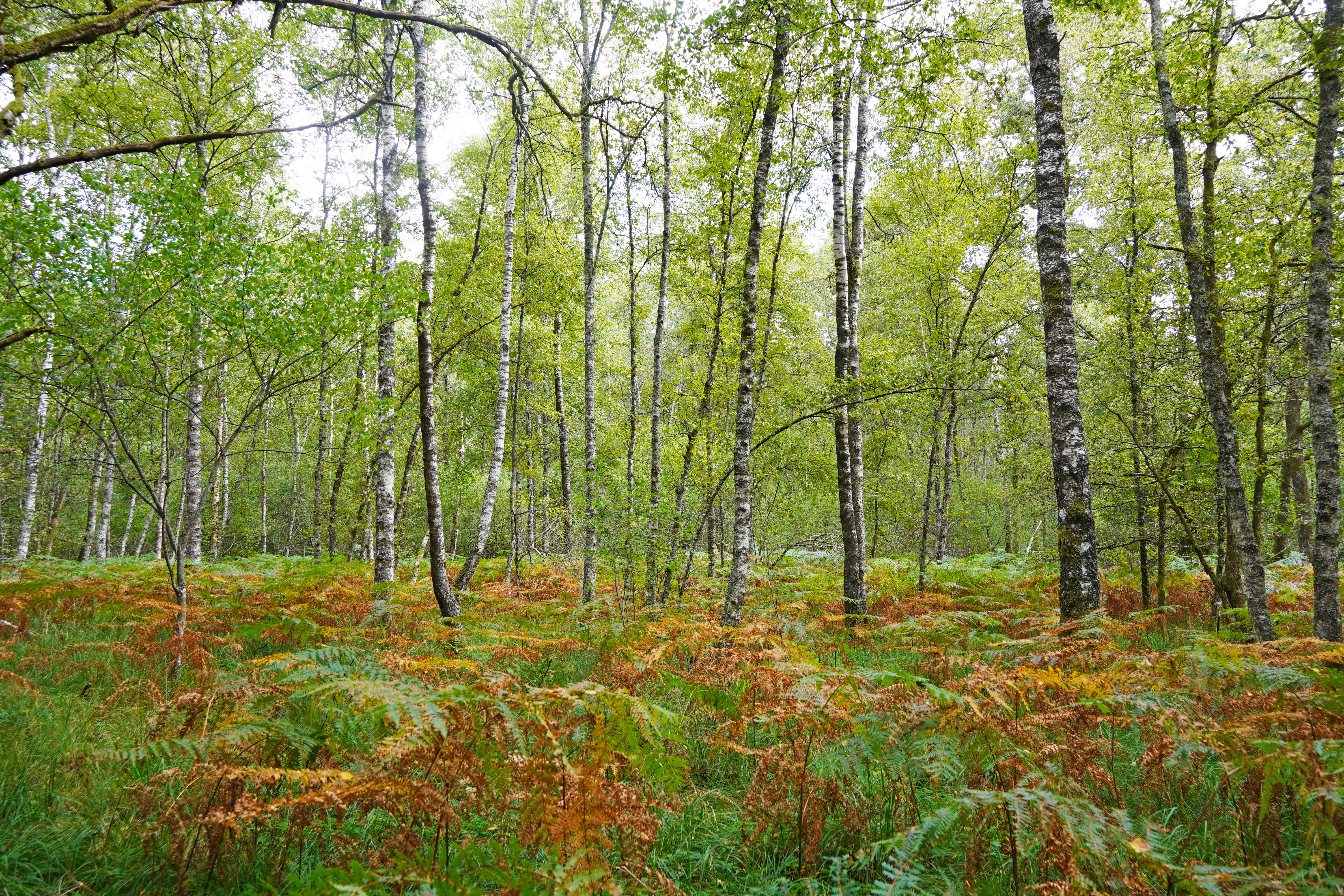 A forest scene showing slender birch trees with white bark standing among green and orange ferns covering the ground