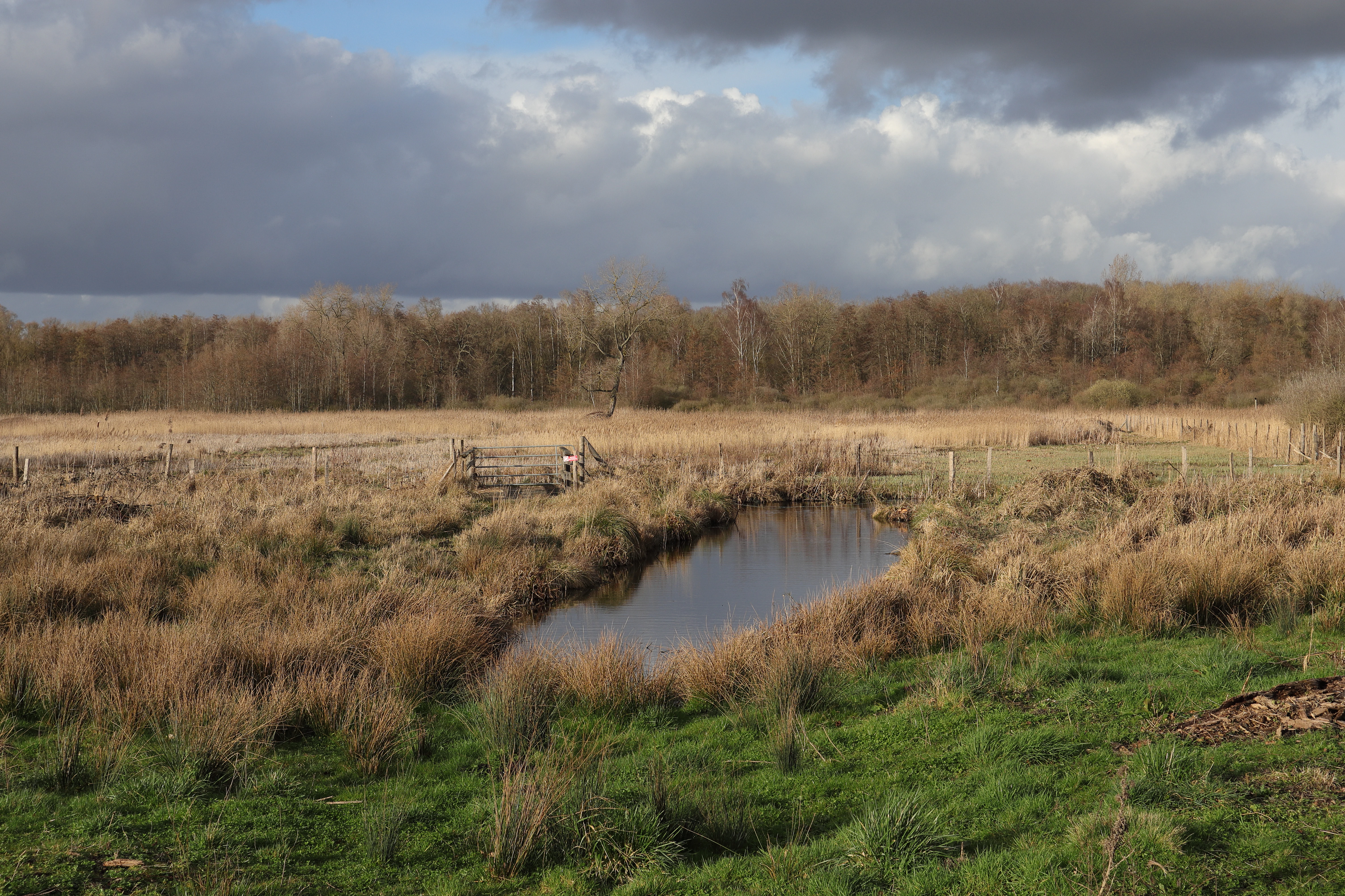 A landscape photograph of a peat bog featuring a small pool of water surrounded by brown reeds and green grass, with a line of trees in the background under a cloudy sky.