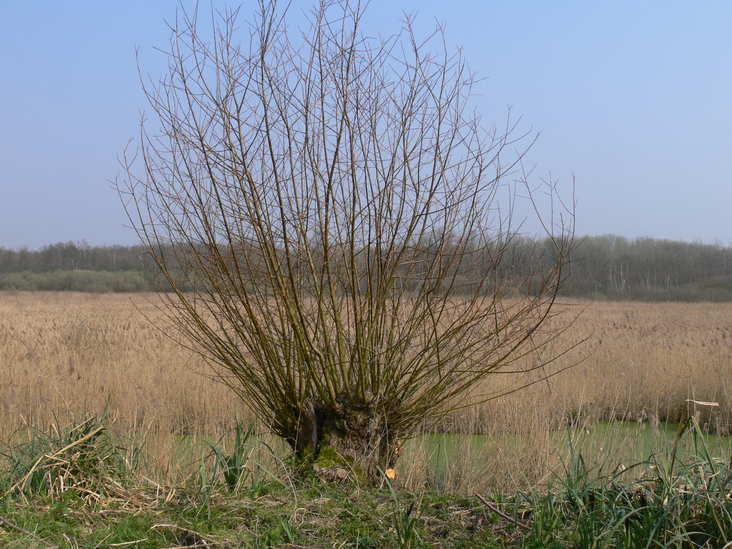 A pollarded willow tree with bare branches stands in the foreground of a flat reed bed landscape under a clear blue sky