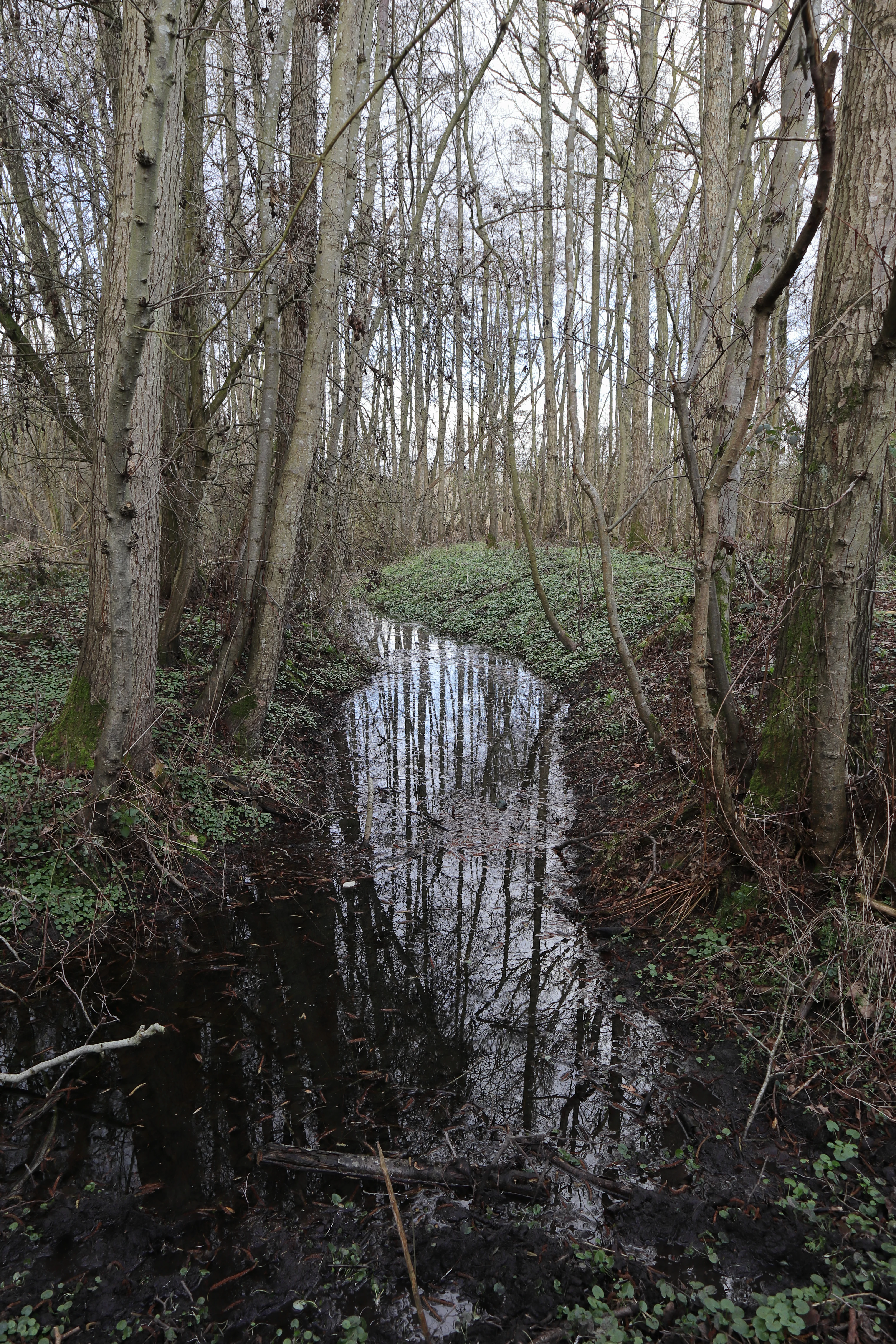 A narrow stream or water channel reflecting bare tree trunks, winding through a muddy forest floor with low green vegetation.