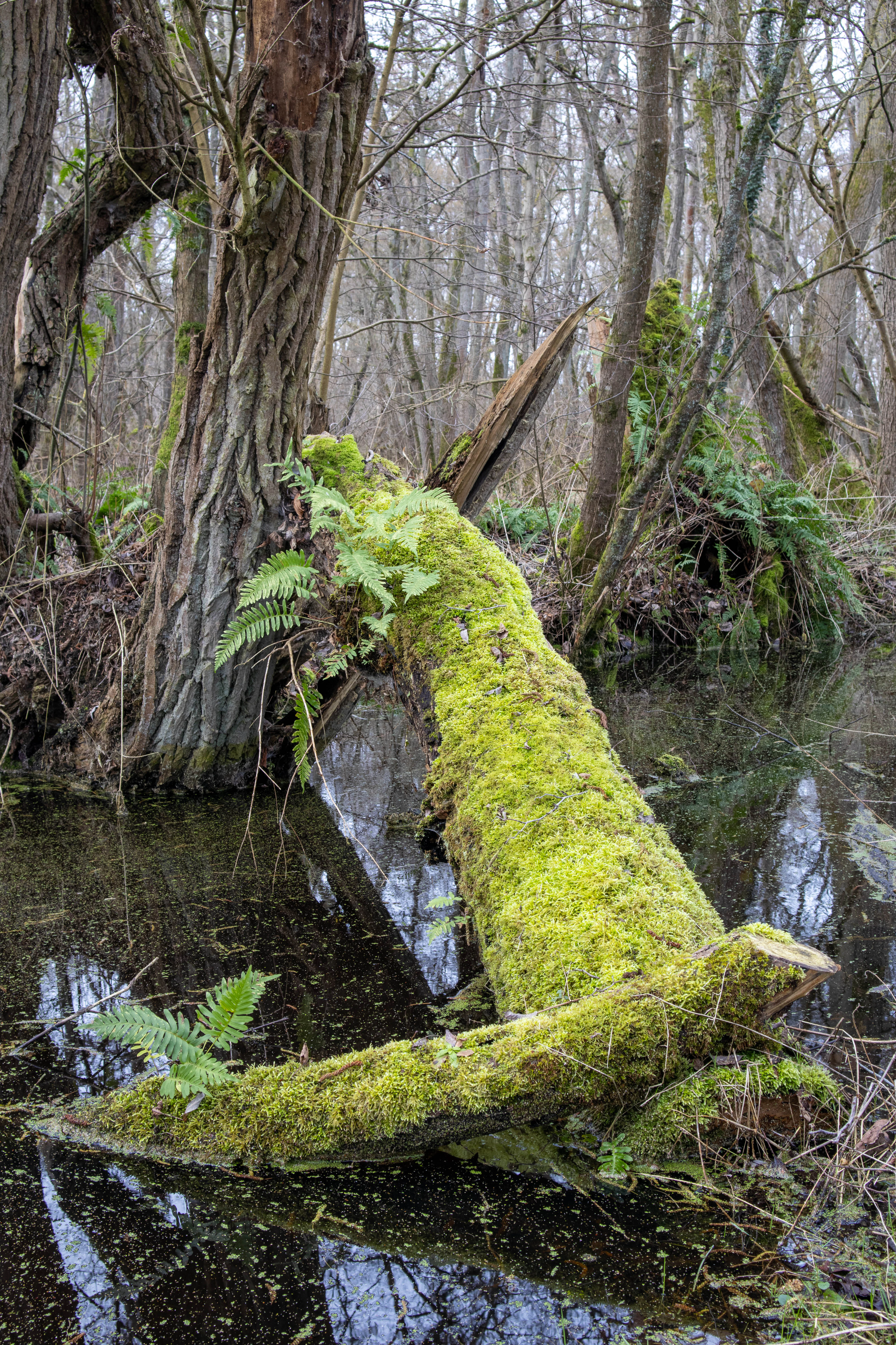 A moss-covered fallen log with ferns growing on it, partially submerged in dark water within a forest.