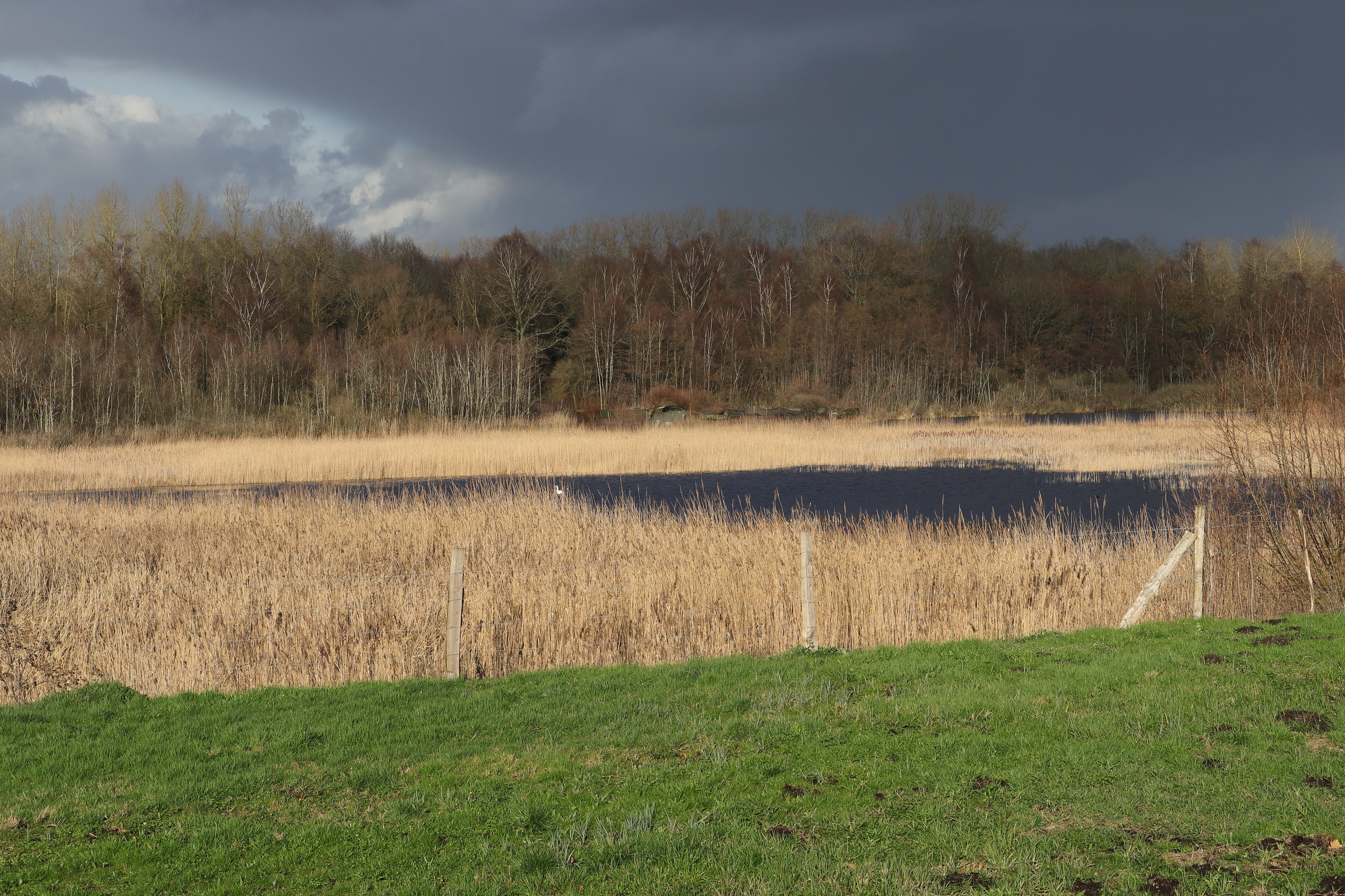 Peat bog landscape with tall dry reeds, a narrow strip of open water, wooden fence posts, green grass in the foreground, and a line of bare deciduous trees under a dark cloudy sky.