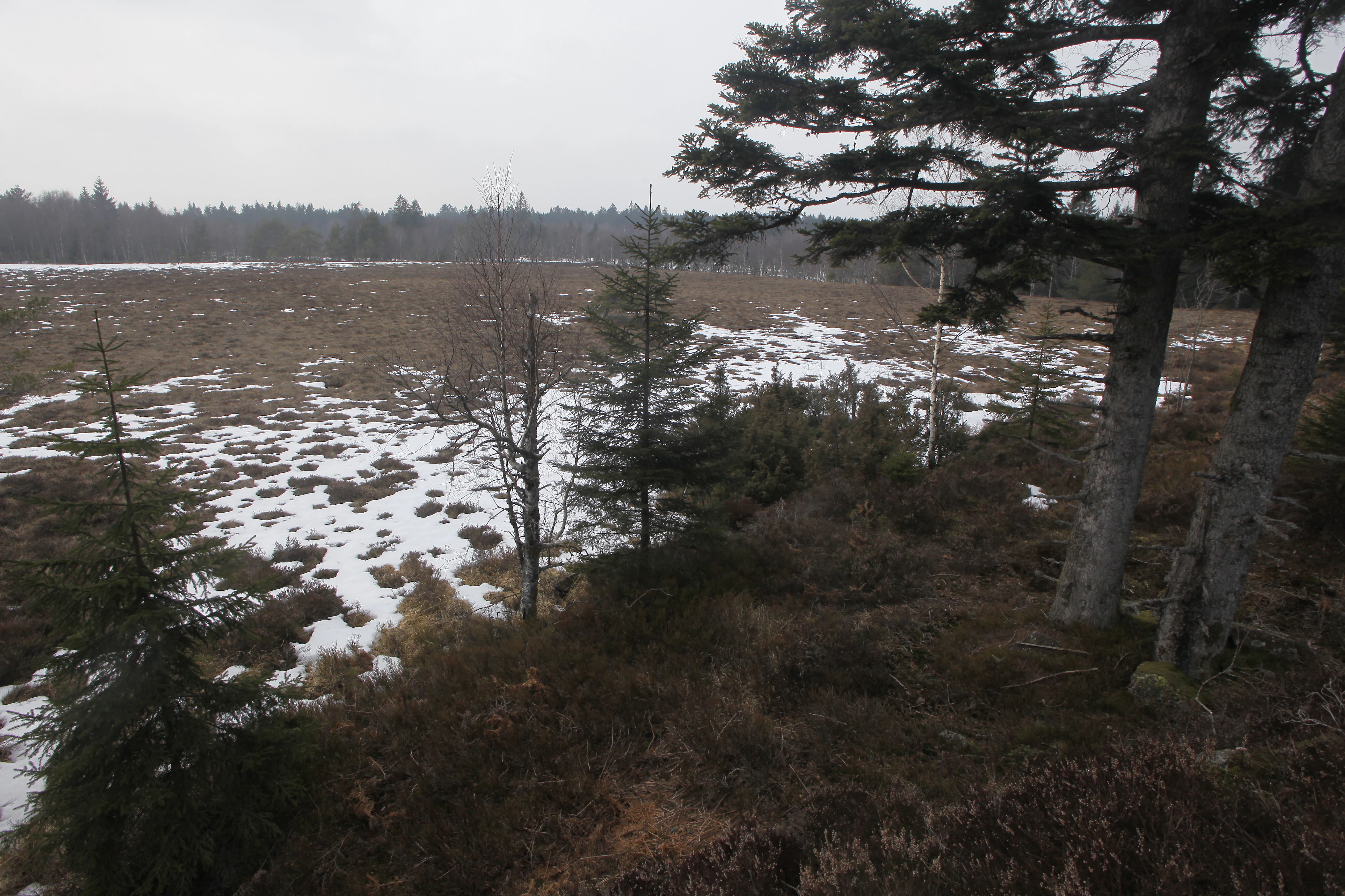 Una vista amplia de un paisaje de turbera nevada y pantanosa con coníferas en primer plano y una línea de bosque en el horizonte lejano.