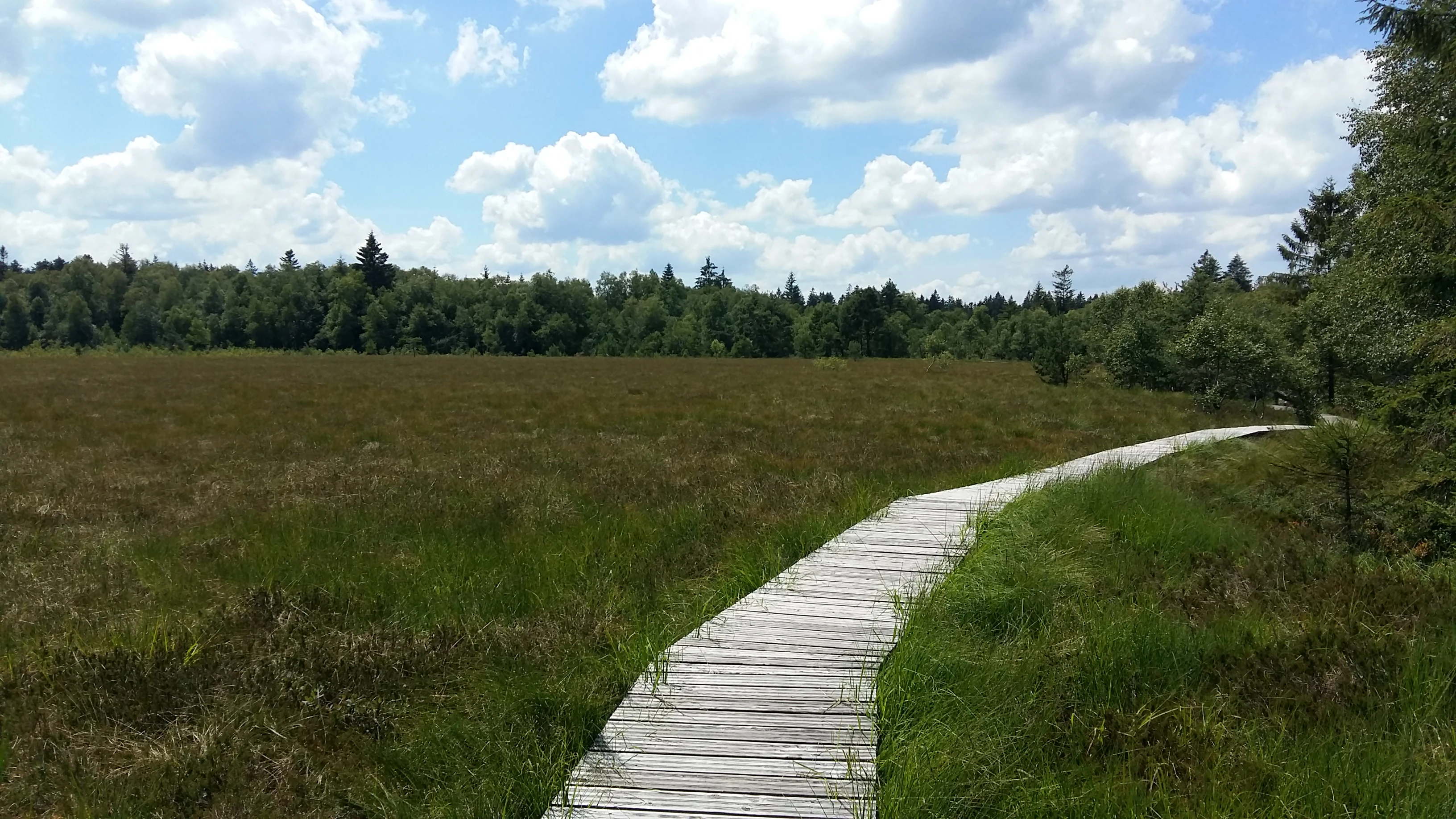 Un sendero de tablones de madera serpentea a través de un paisaje de turbera pantanosa verde y marrón bajo un cielo azul con nubes dispersas.