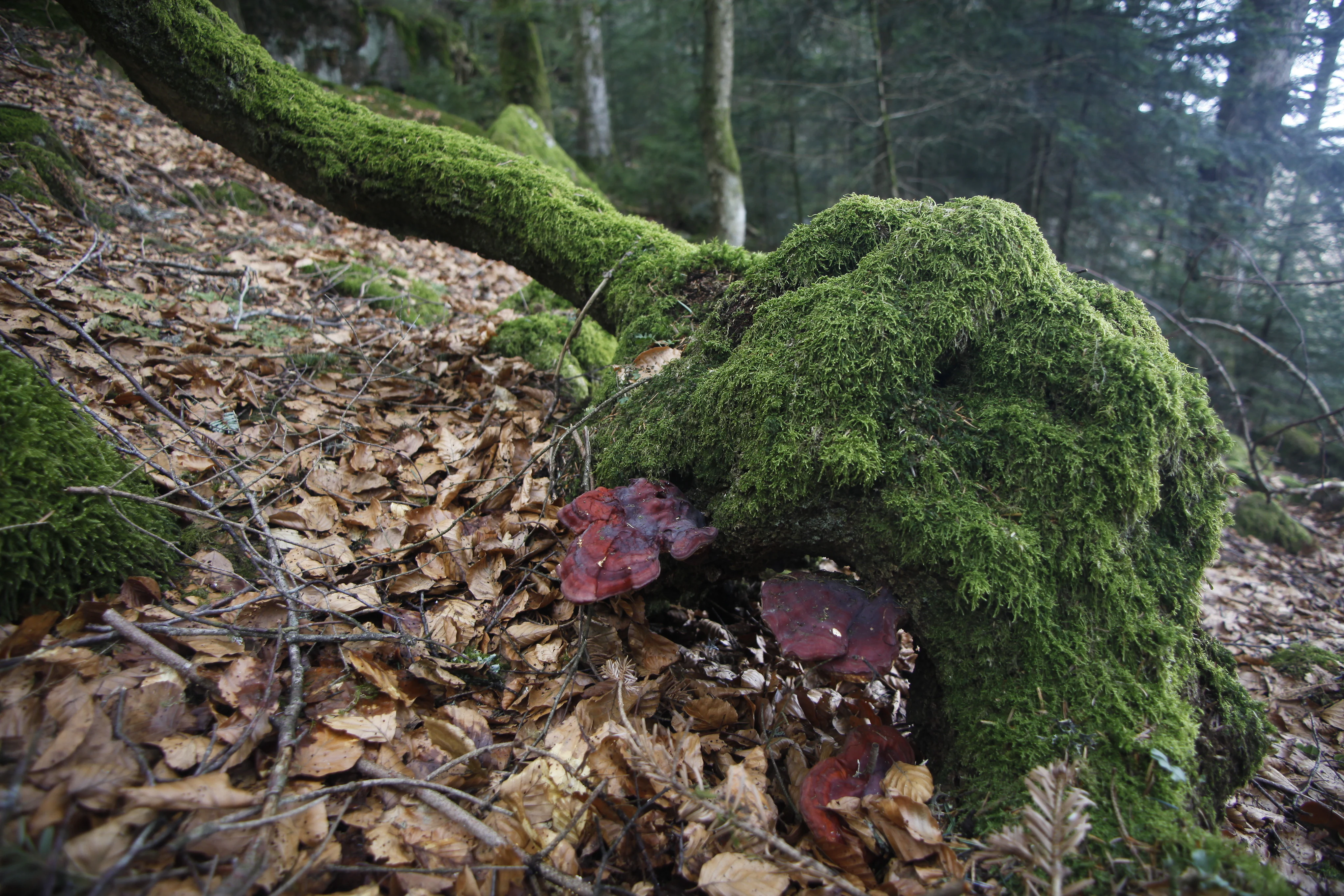 Un tocón de árbol desgastado cubierto de musgo verde vibrante y hongos, situado en una pendiente cubierta de hojas secas caídas en un bosque.