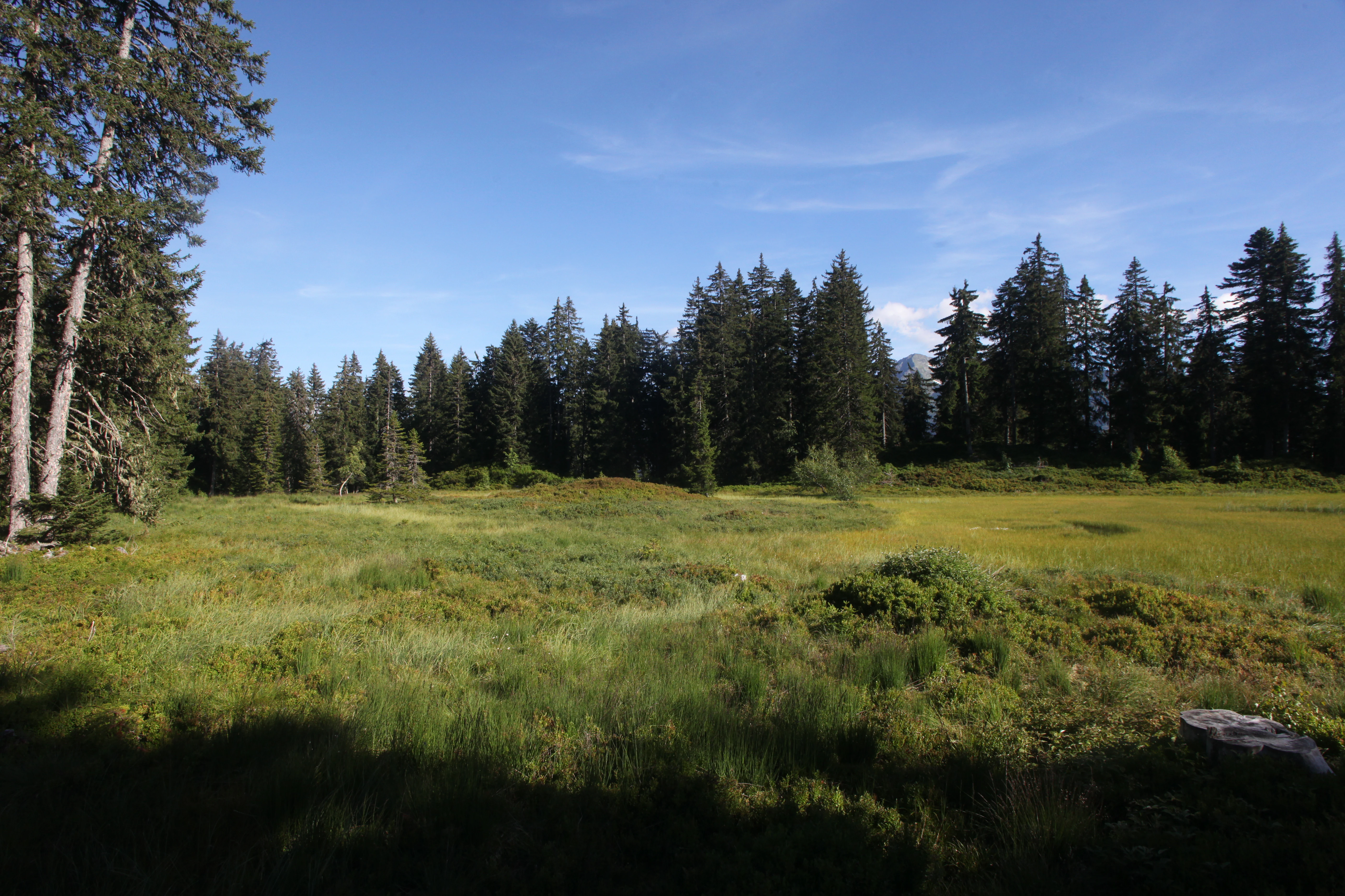 Una vista amplia de un claro herboso y pantanoso bordeado por un denso bosque de coníferas bajo un cielo azul despejado.