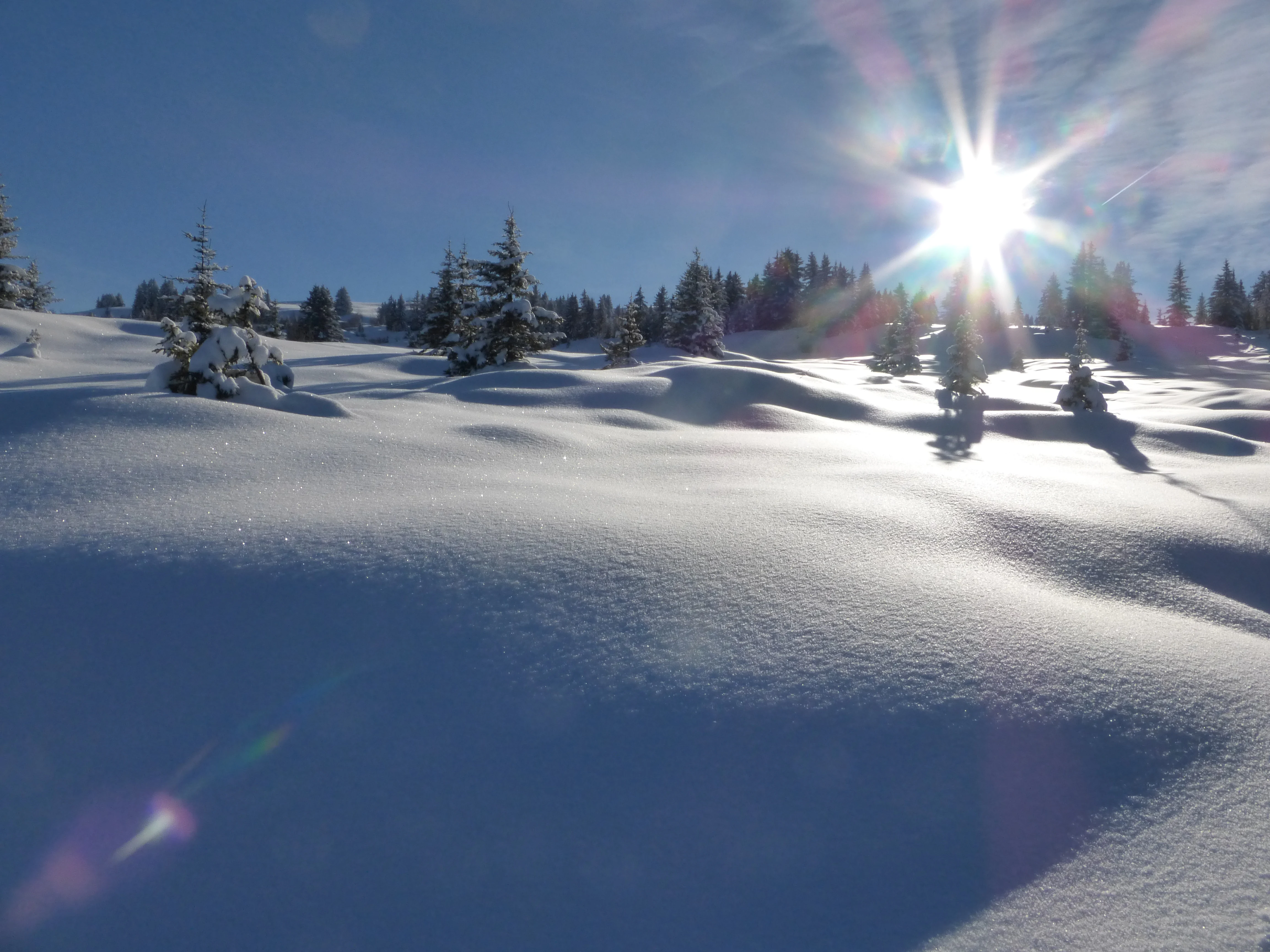 Un paisaje nevado y ondulado de una turbera alpina con pinos dispersos cubiertos de nieve bajo un sol brillante, creando un fuerte efecto de ráfaga de luz solar.