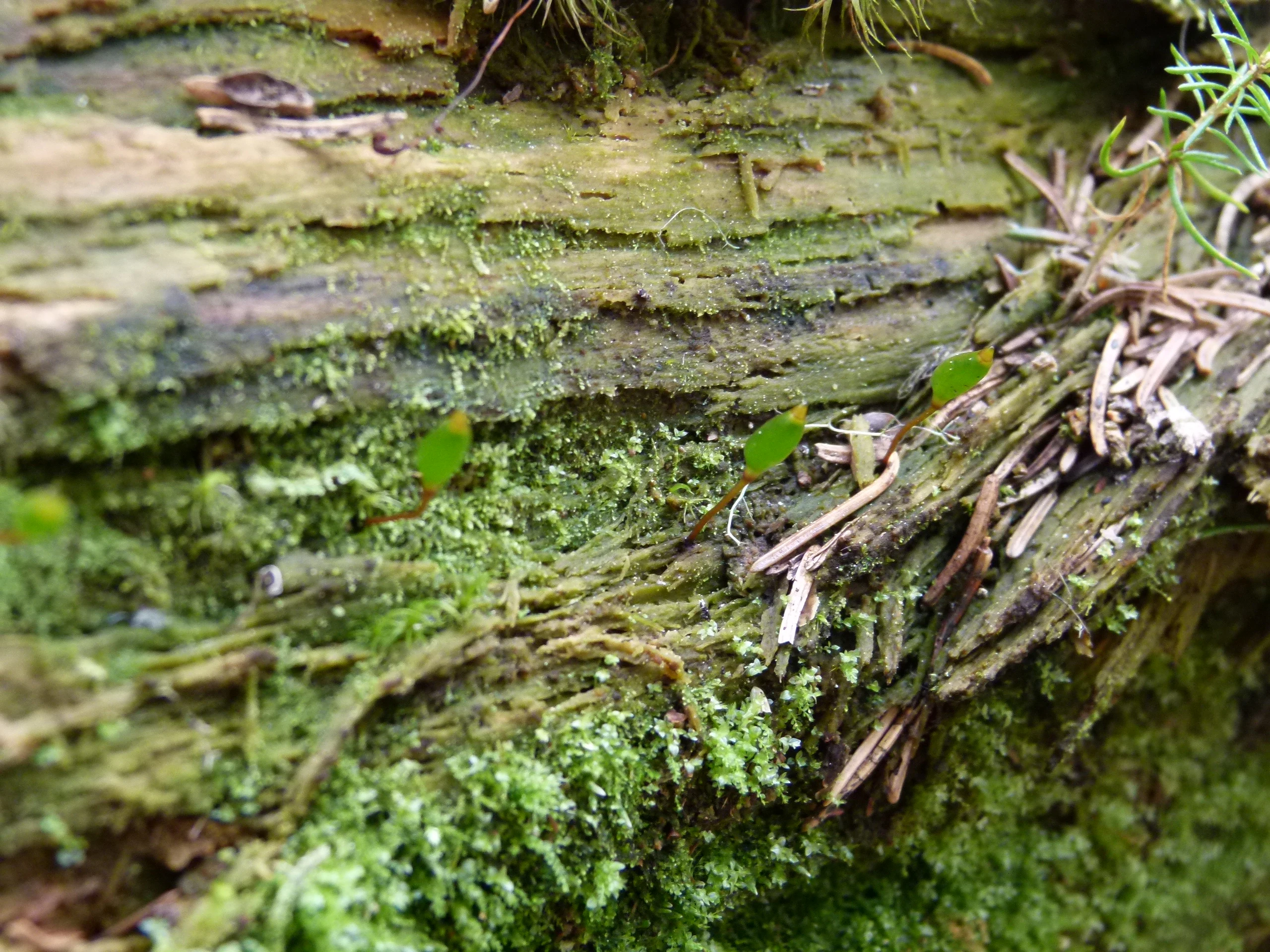 Una vista de cerca de pequeñas cápsulas verdes de musgo de escudo creciendo sobre un tronco de árbol en descomposición, texturizado y cubierto de musgo y restos de agujas de conífera.