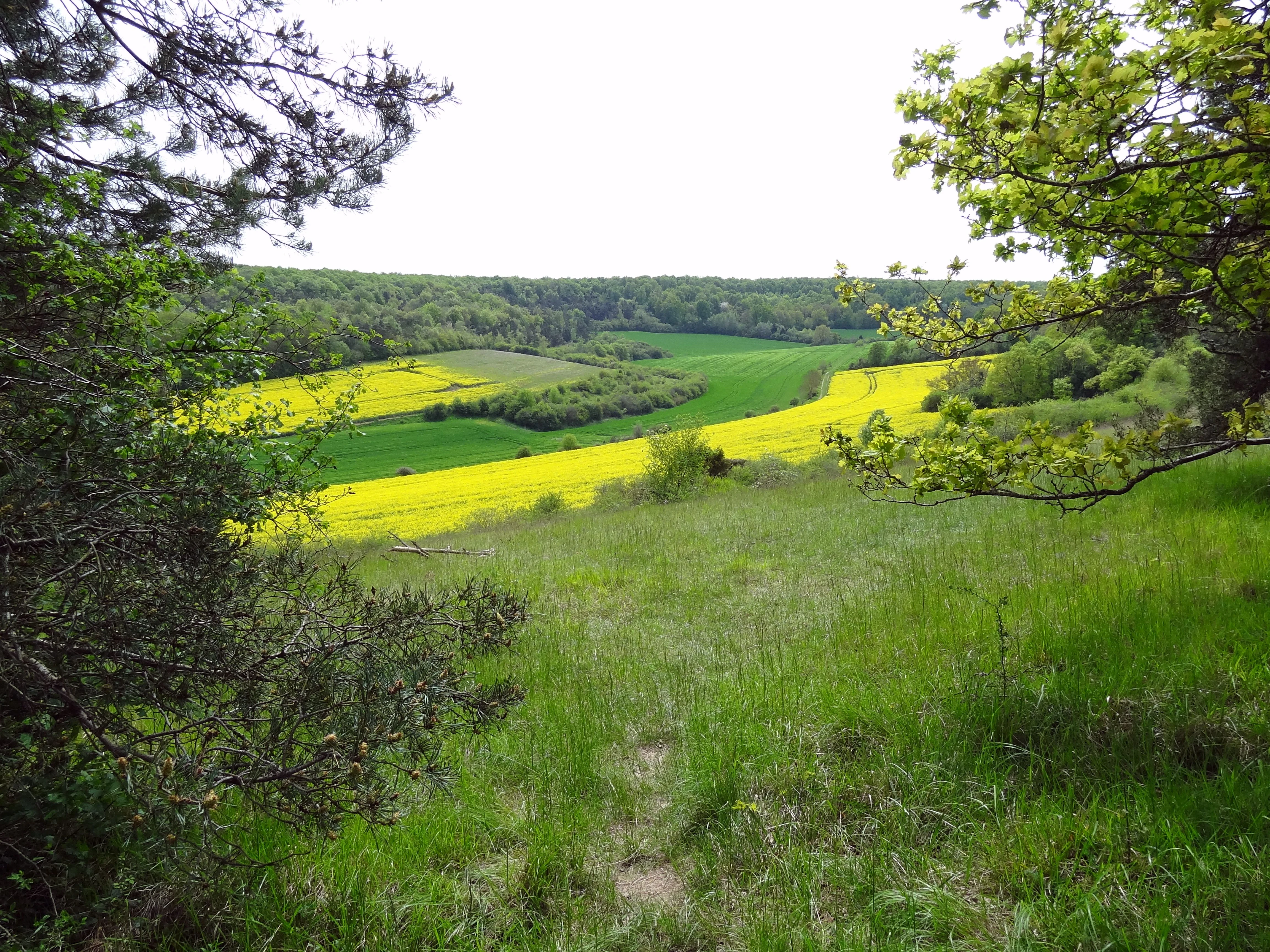 A wide view overlooking a valley with vibrant yellow fields and lush green meadows, framed by trees on the left and right sides.