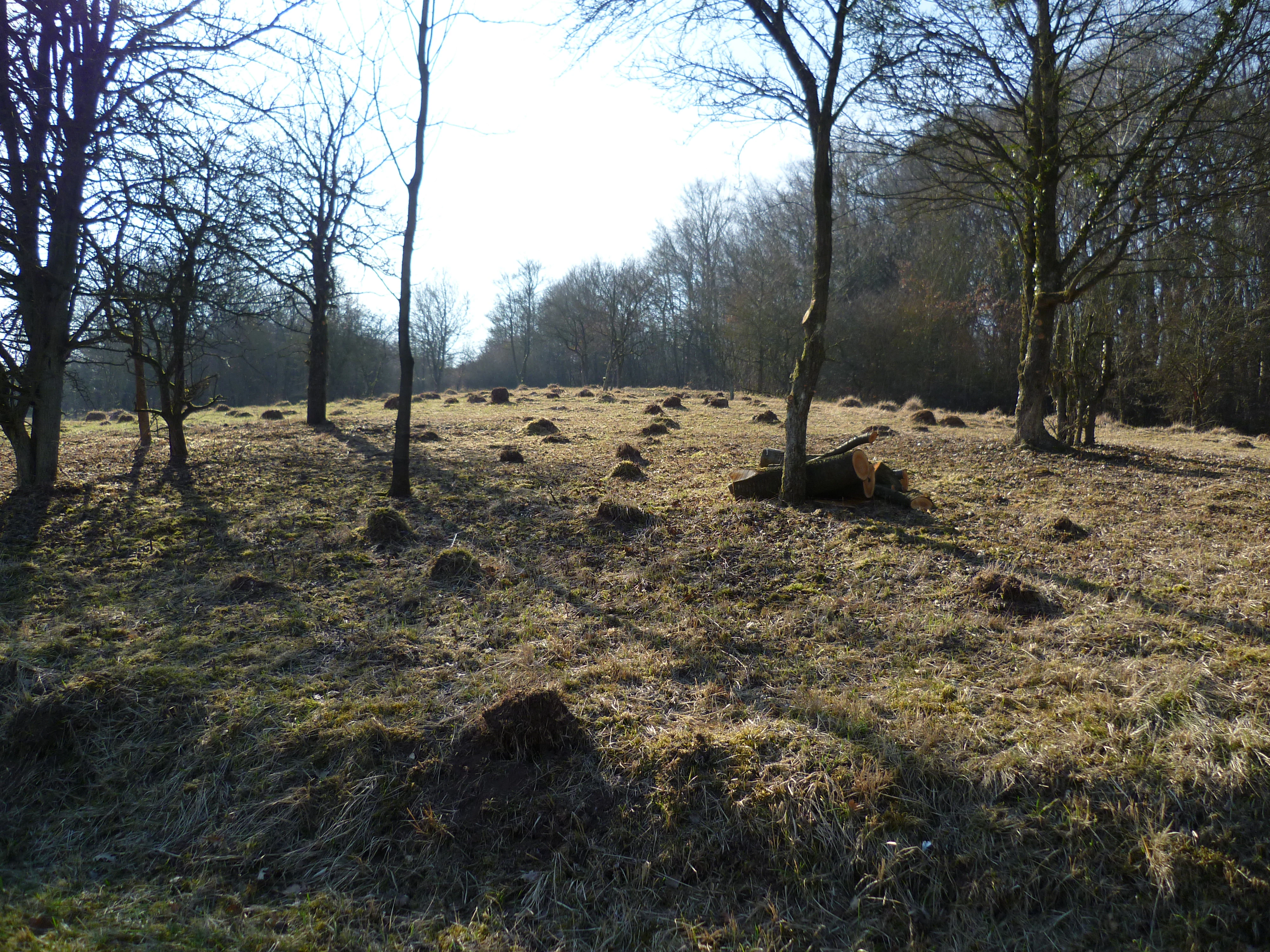 A view of an open grassy area with scattered small mounds and sparse trees under bright daylight.