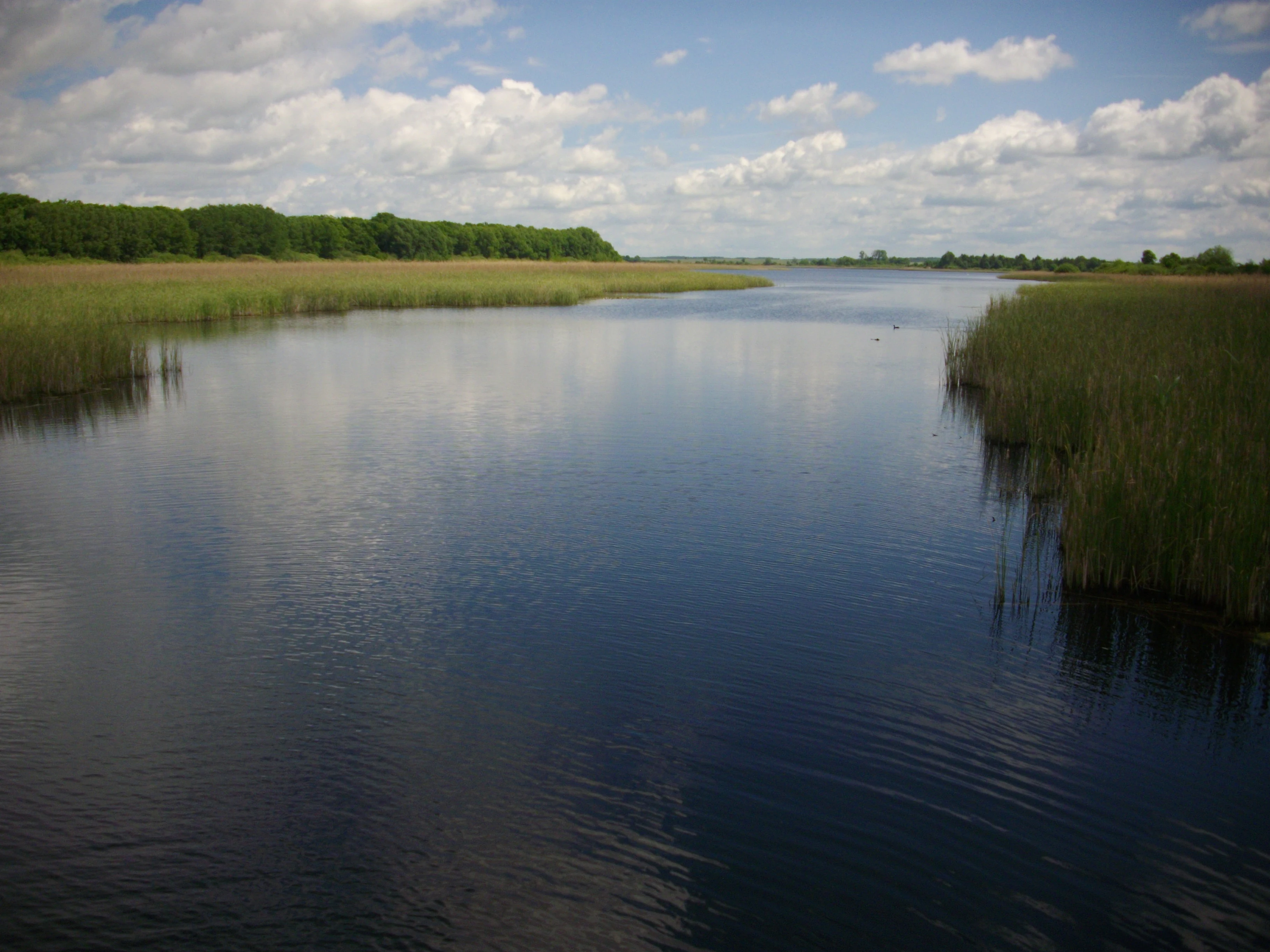 A wide, calm pond surrounded by lush green grasses and reeds, with a line of trees in the distance under a blue sky with scattered clouds.