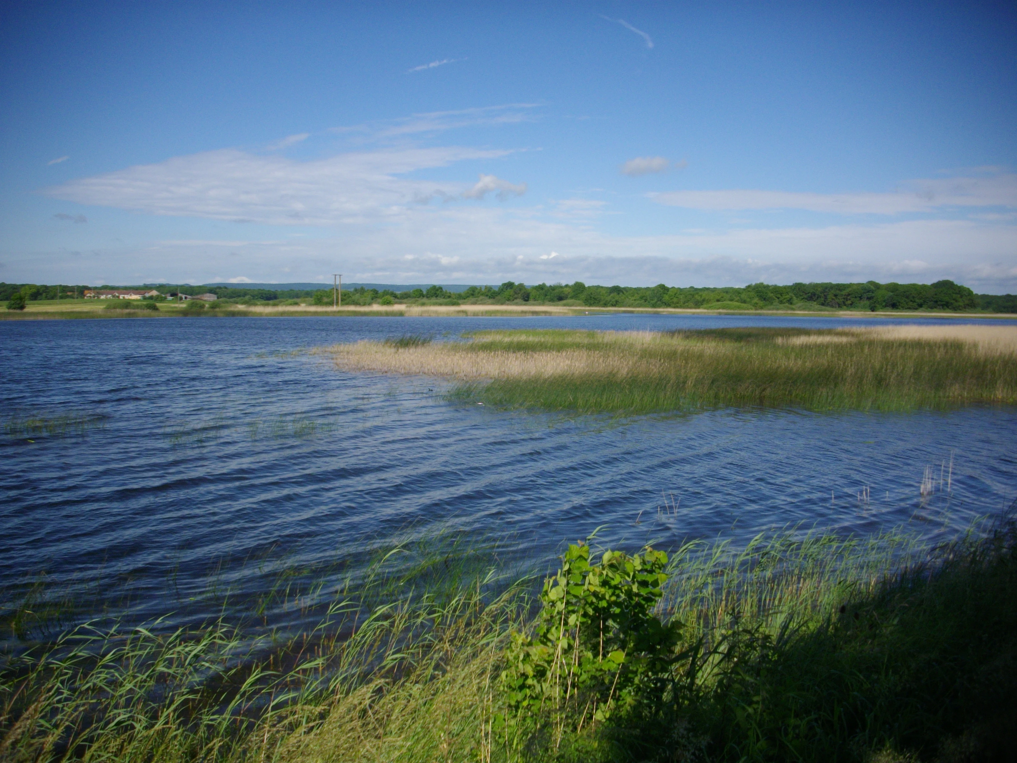 A wide view of a calm pond with tall marsh grasses along the shoreline under a bright blue sky.