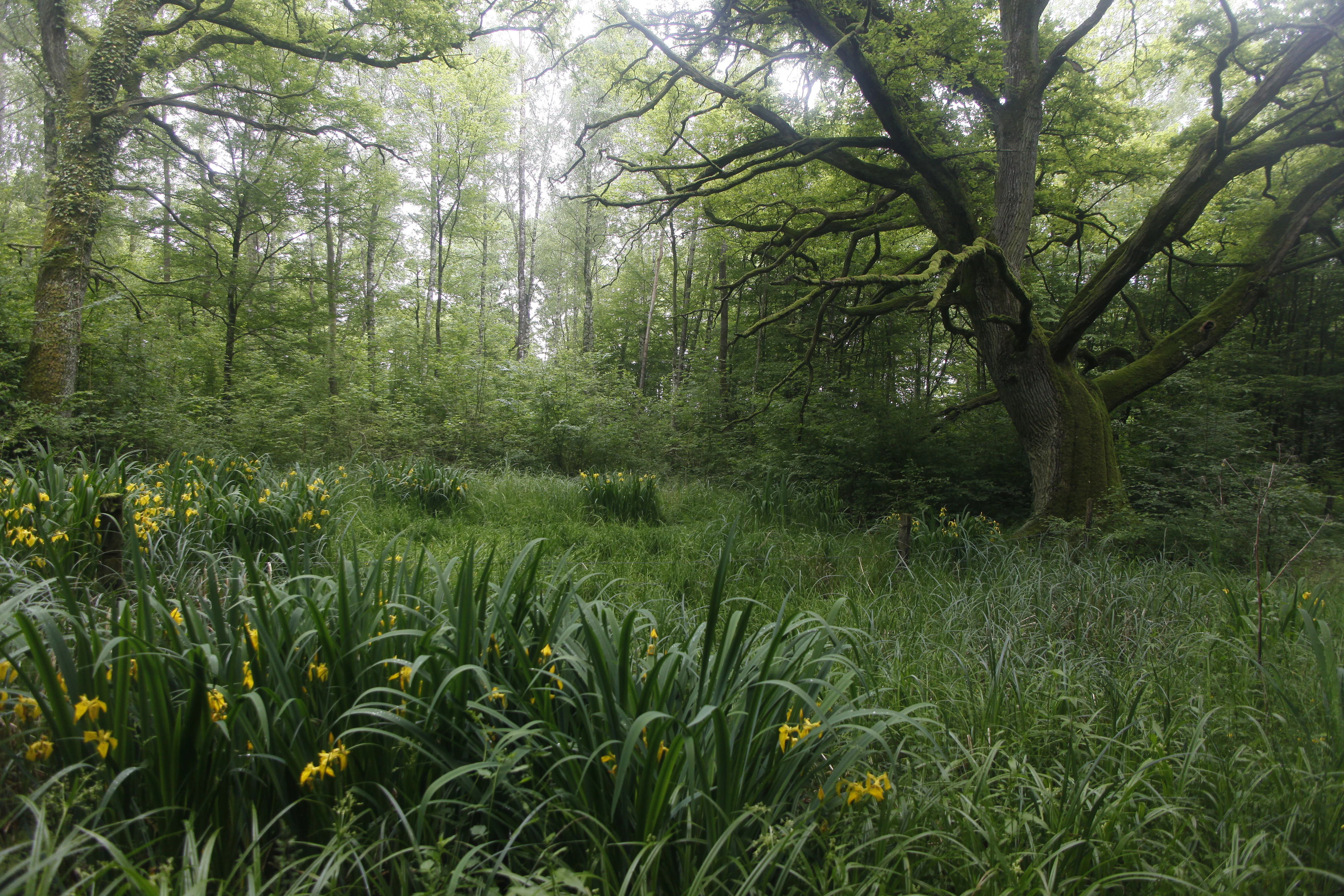 A misty, green forest floor filled with long grass and patches of yellow irises, with large, mossy oak trees in the background.