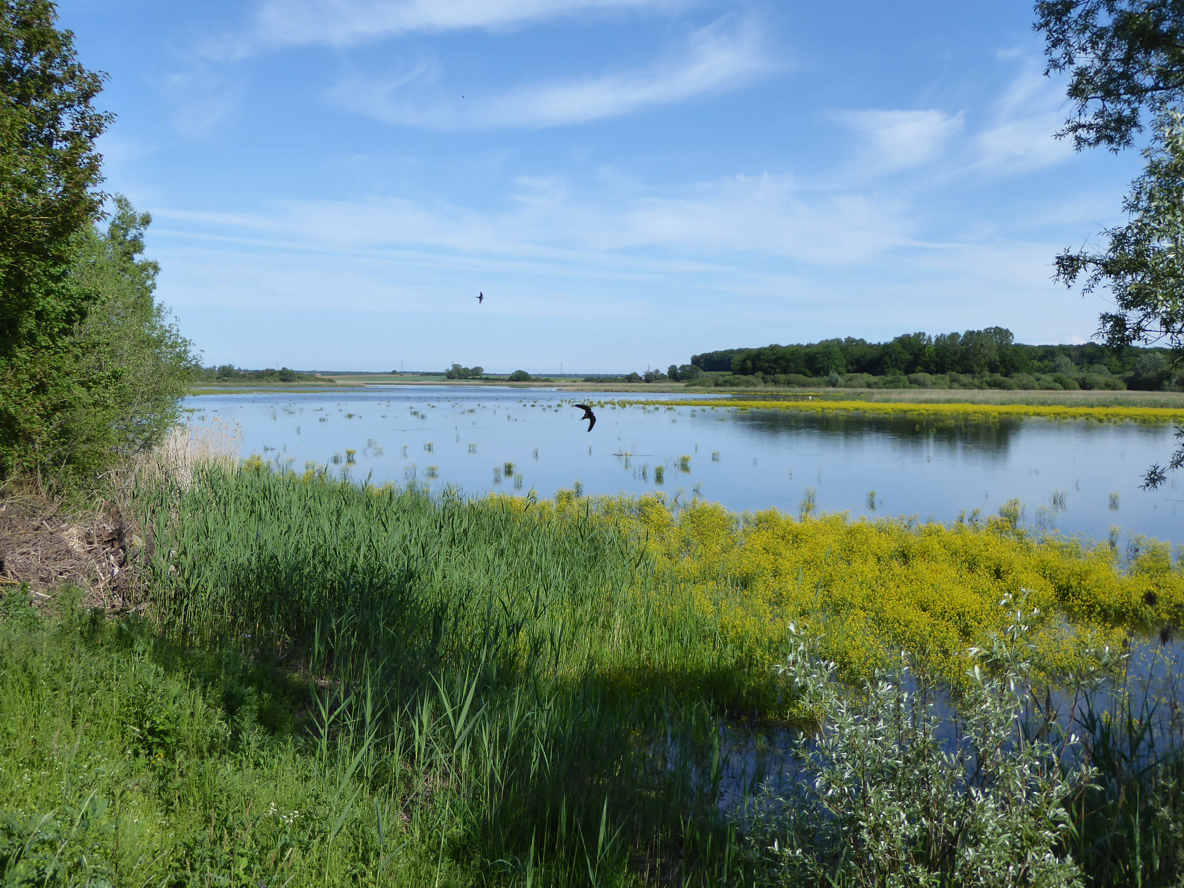 A wide view of a calm pond under a blue sky with light clouds. In the foreground, tall green grasses and yellow flowers grow along the water's edge. A small bird is flying above the water in the distance.